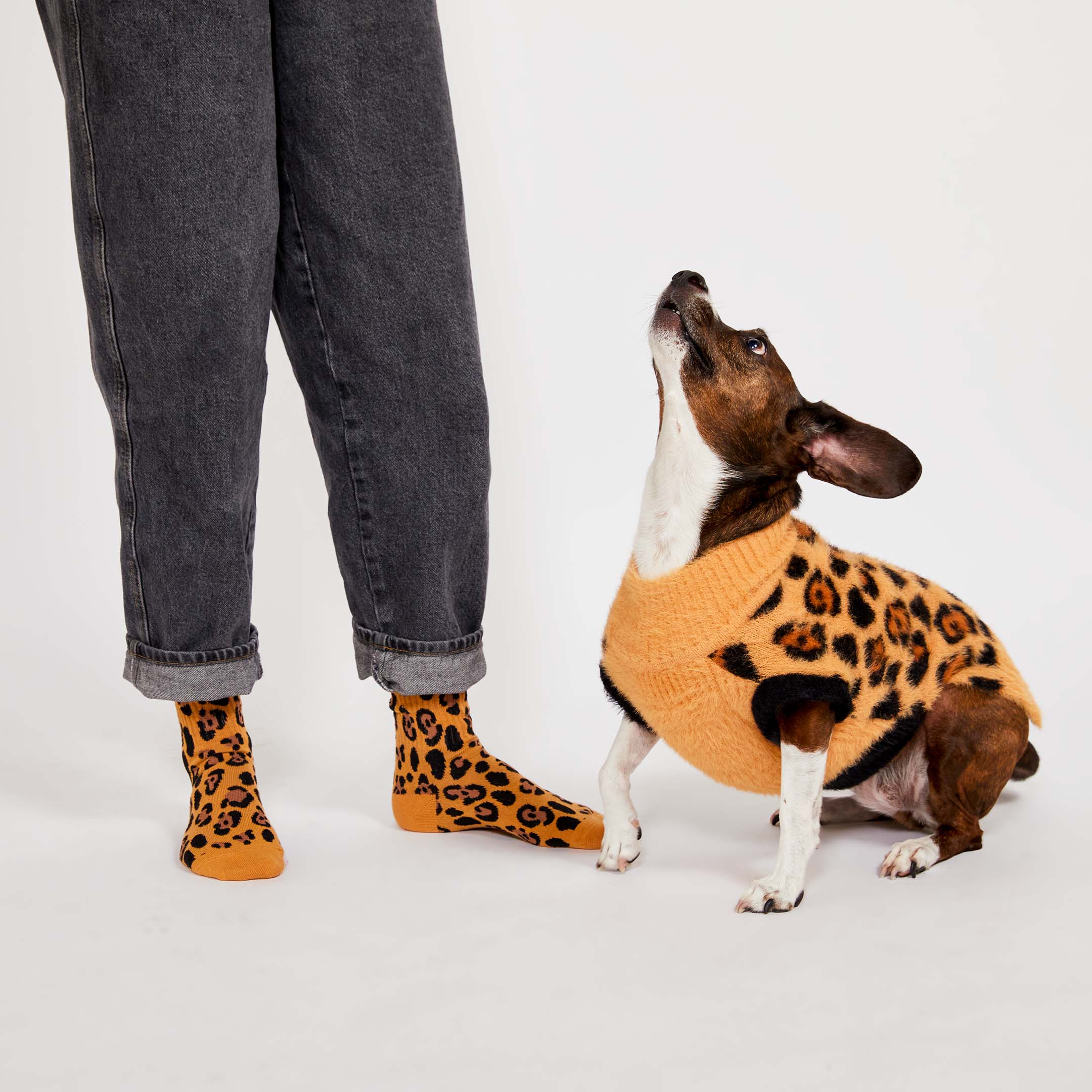 A brown and white dog in a leopard-print sweater looks up at a person standing next to them. The person is wearing black jeans with leopard-print socks, matching the dog's outfit.