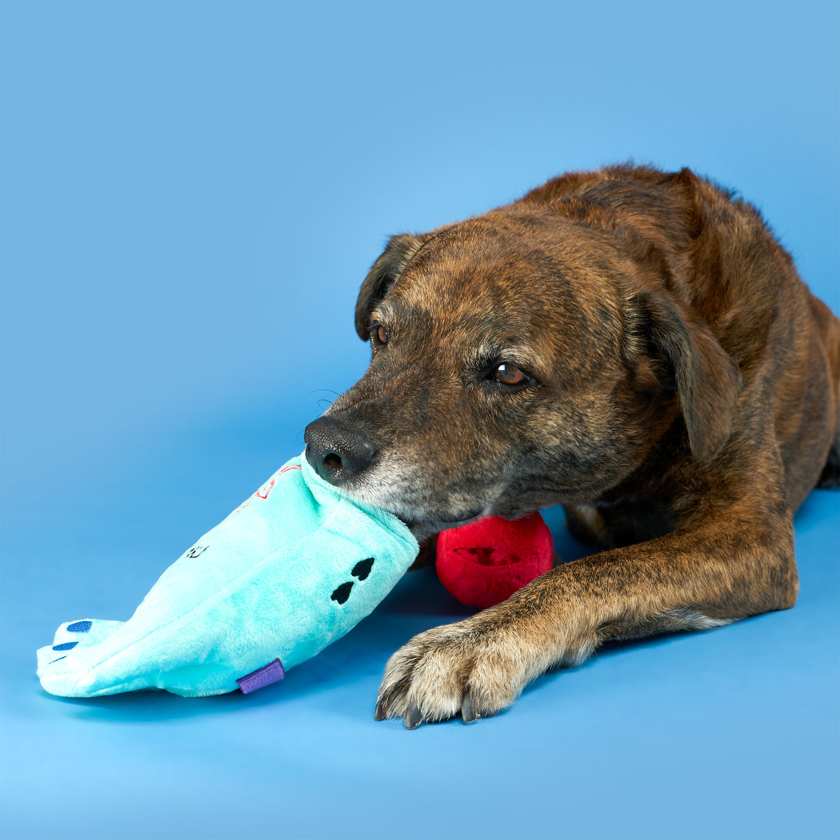 A brindle dog holding the wrist opening of a turquoise Lost Hand toy in its mouth on a blue background.