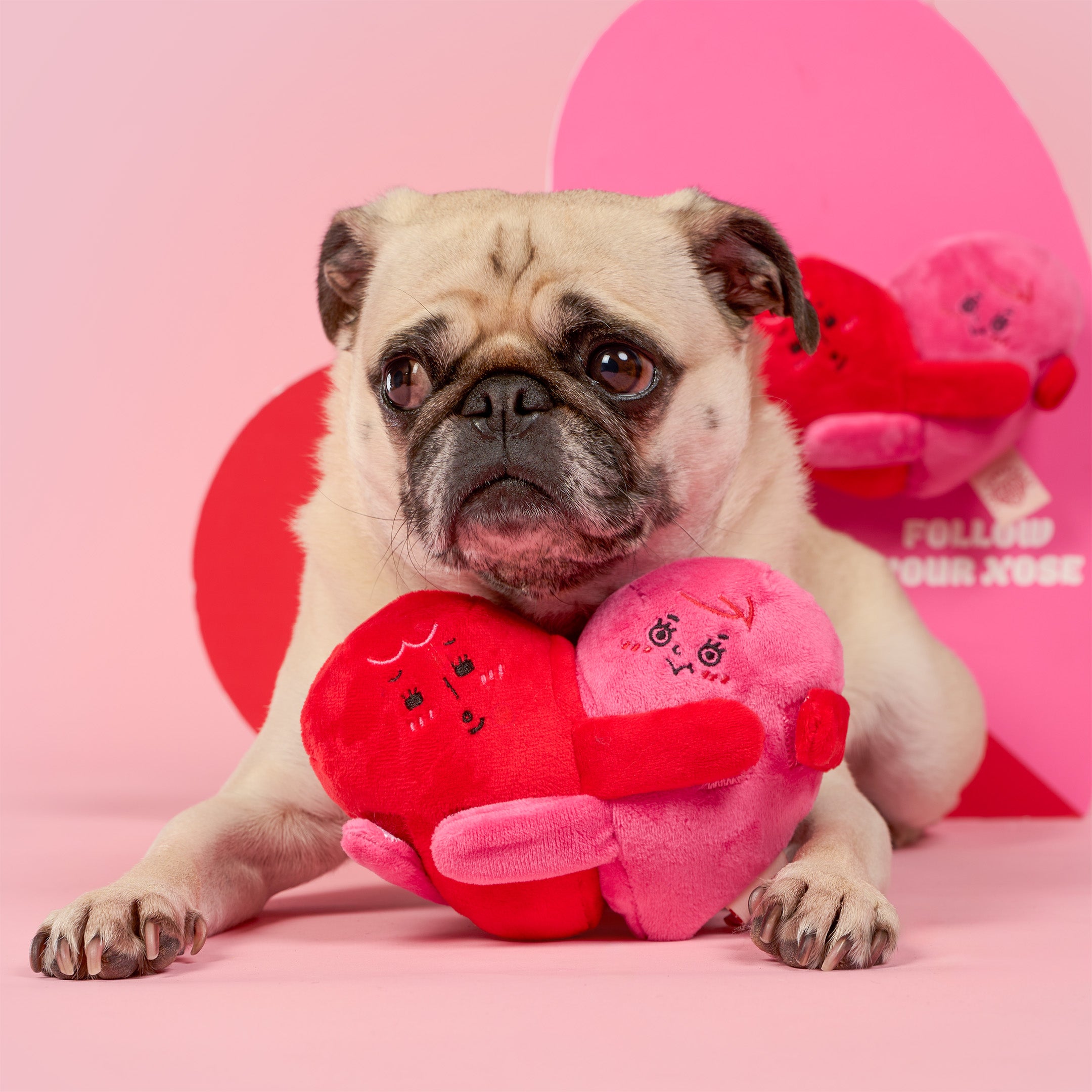 Pug dog holding a heart-shaped plush toy against a pink background with a large heart design.