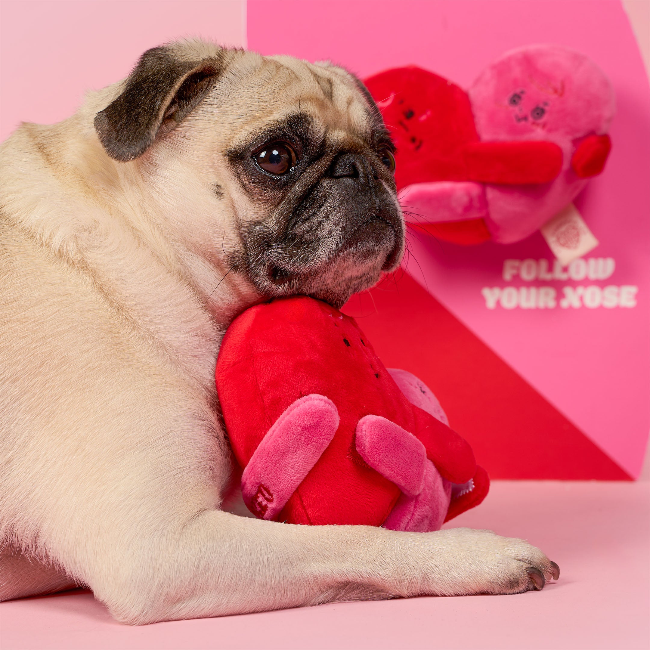 Pug dog holding a red heart-shaped pillow with a pink background and text.