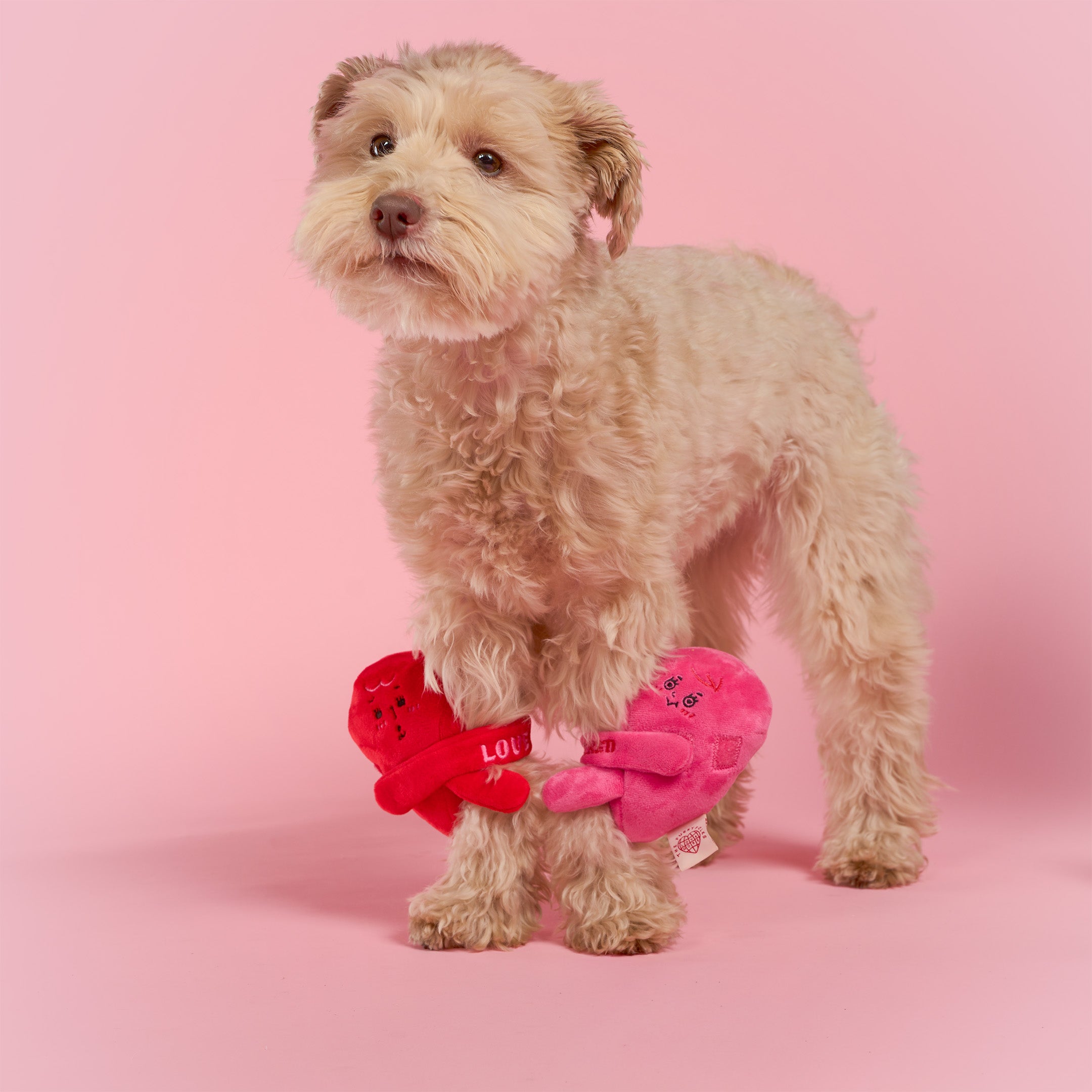Dog wearing red and pink butterfly-shaped dog toys on a pink background