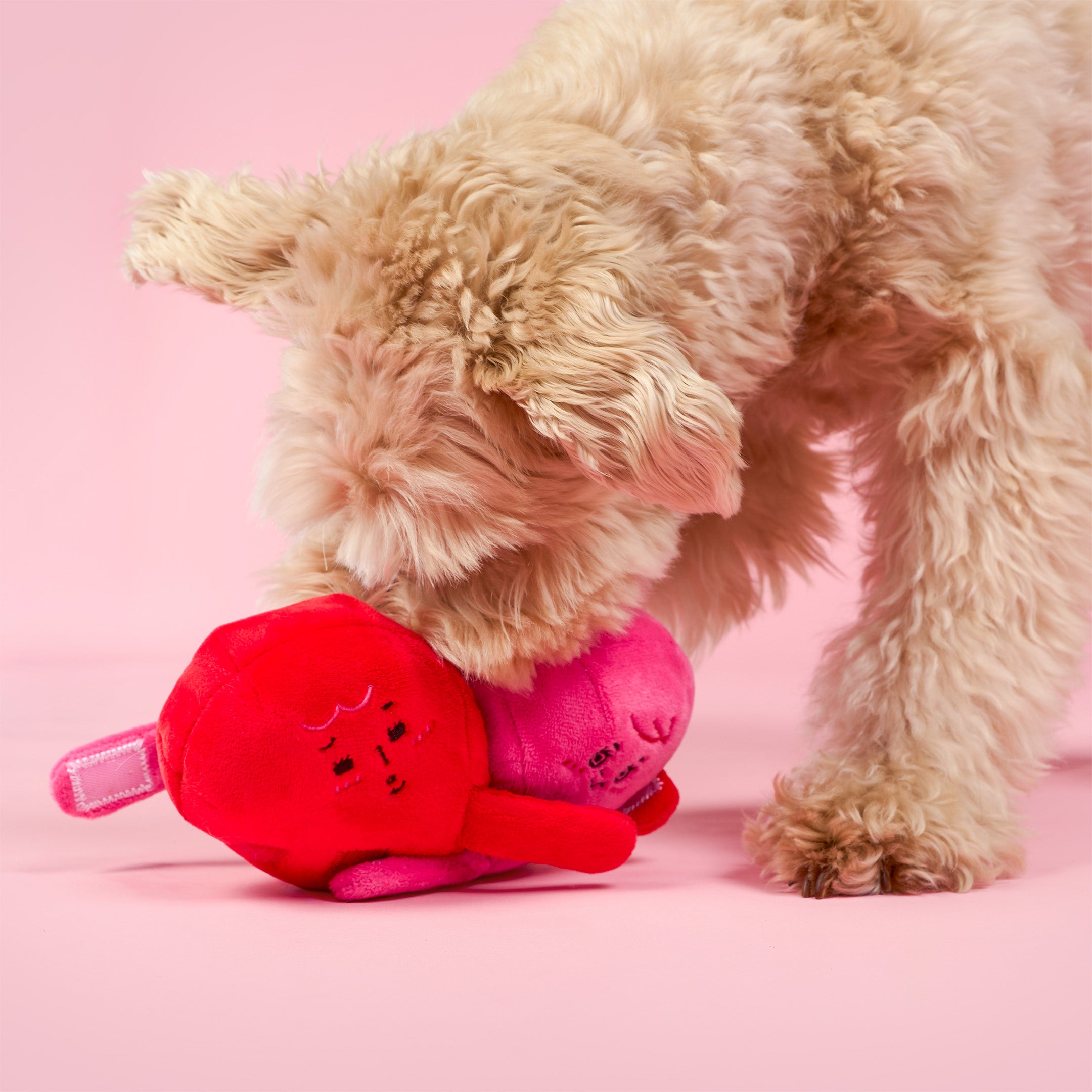 Dog playing with a red and pink plush toy on a pink background