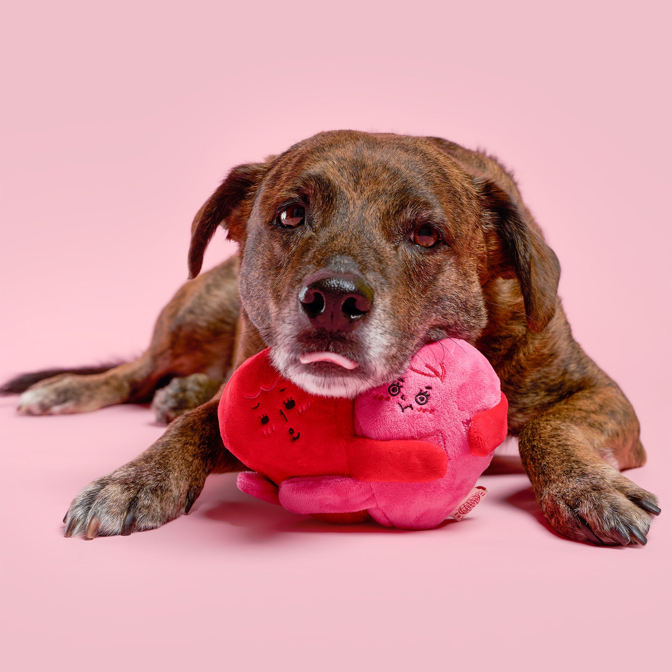 Dog holding a pink and red plush toy on a pink background