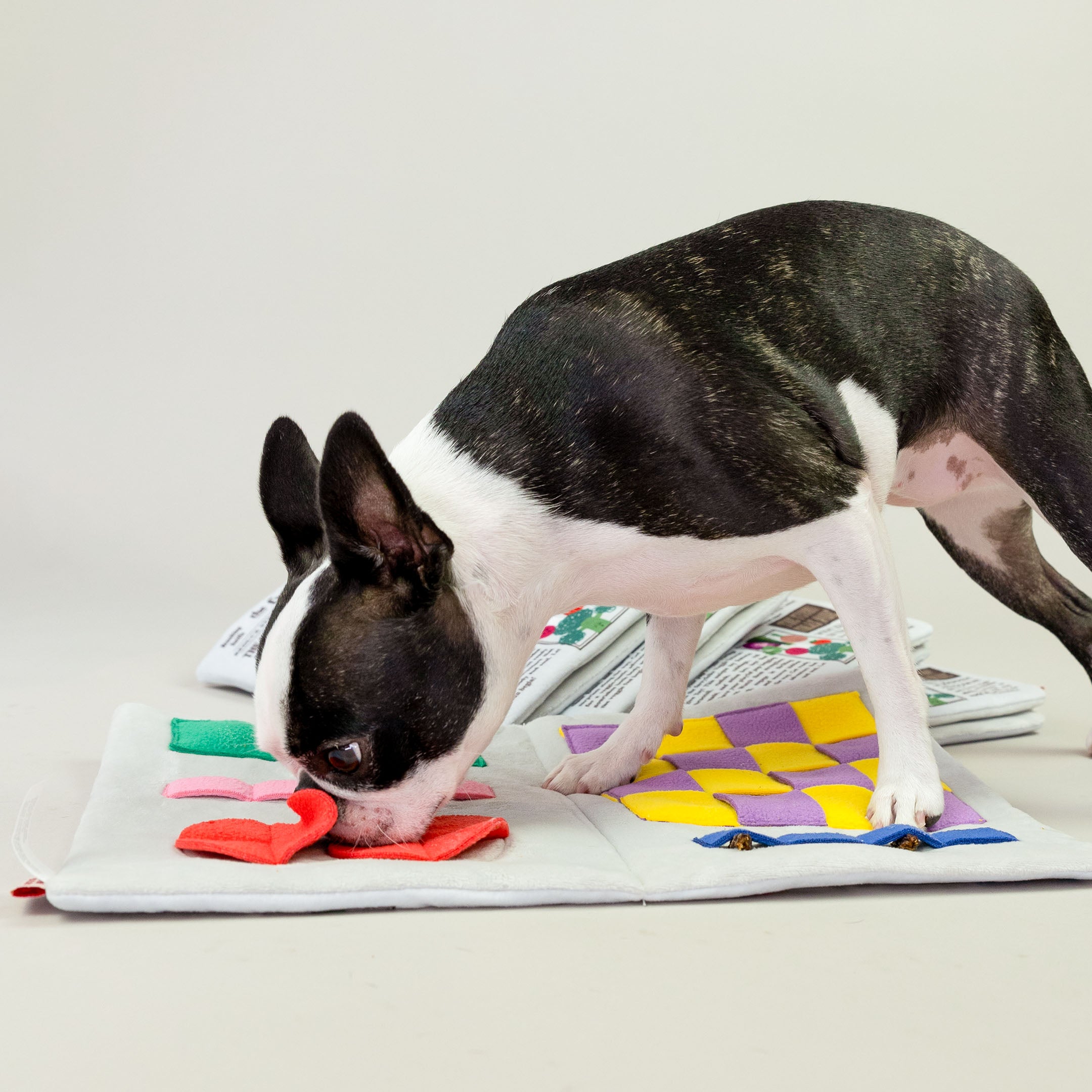 This image shows the dog continuing to interact with the nosework toy, specifically targeting a red heart-shaped section. The dog's intense focus on sniffing suggests that the toy effectively engages its natural foraging instincts. The colorful compartments, including the checkered purple and yellow squares, along with the heart and rectangular sections, likely serve as diverse hiding spots for treats, encouraging exploration and stimulating the dog's sense of smell.