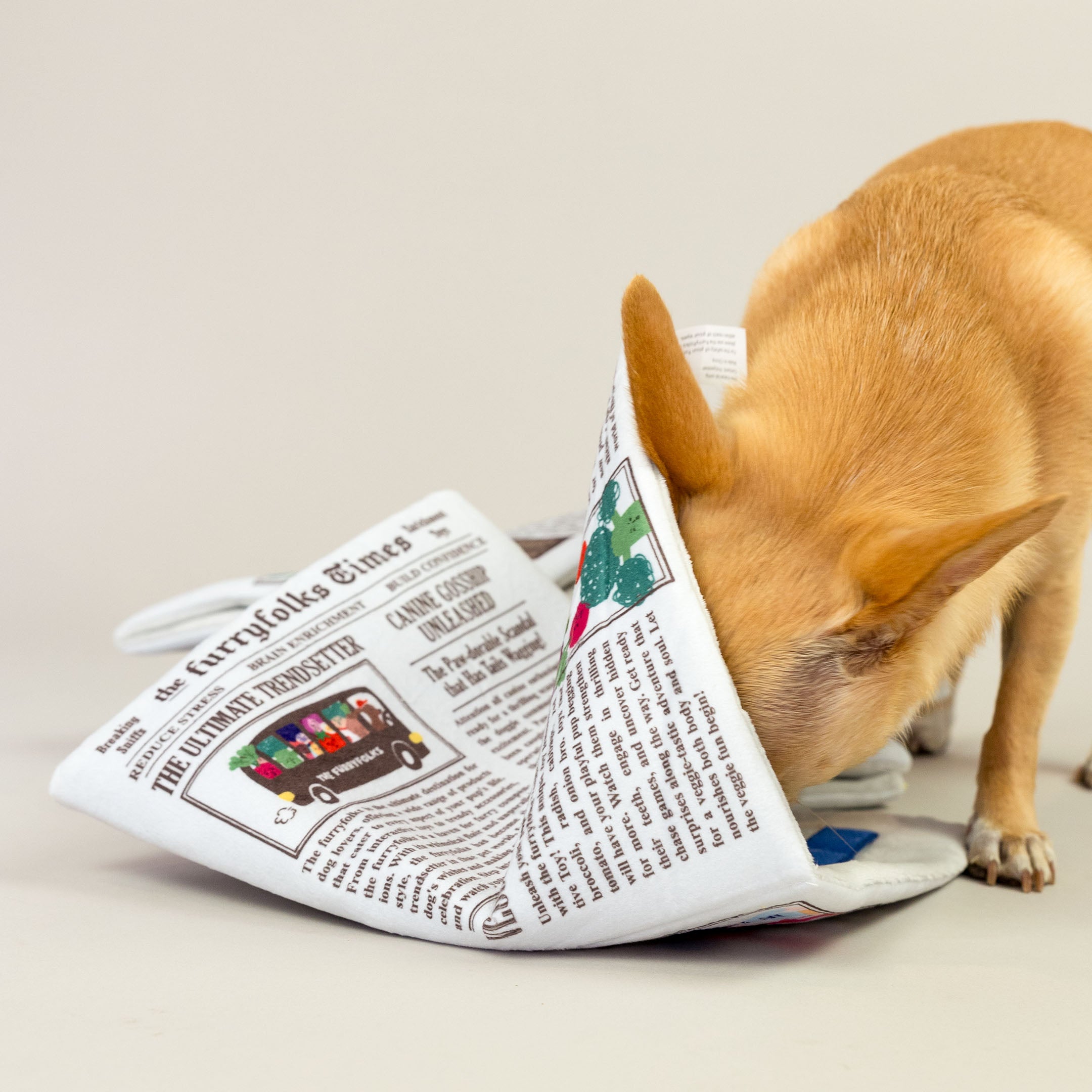 A Chihuahua eagerly sniffs into the folded sections of a newspaper-themed dog toy, likely searching for hidden treats inside.