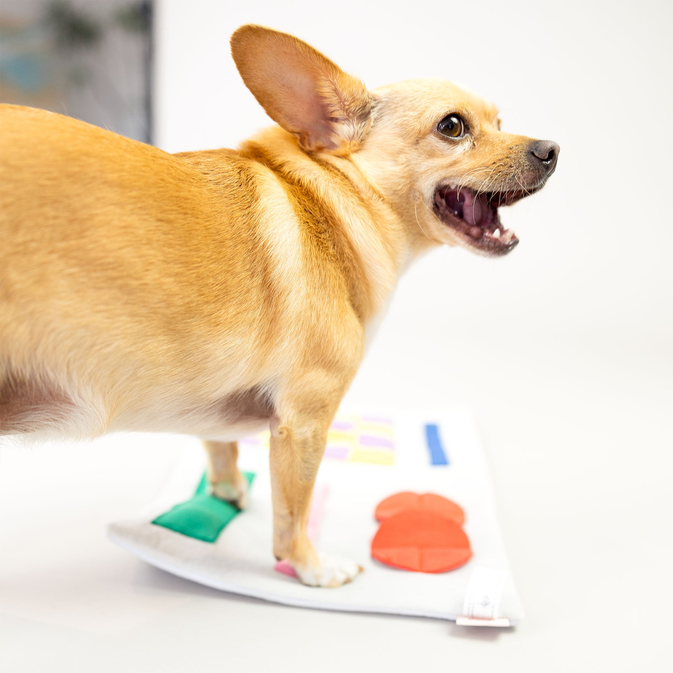 A Chihuahua stands on top of an open nosework toy, looking back with an expressive face, while colorful fabric sections of the toy are visible underneath.