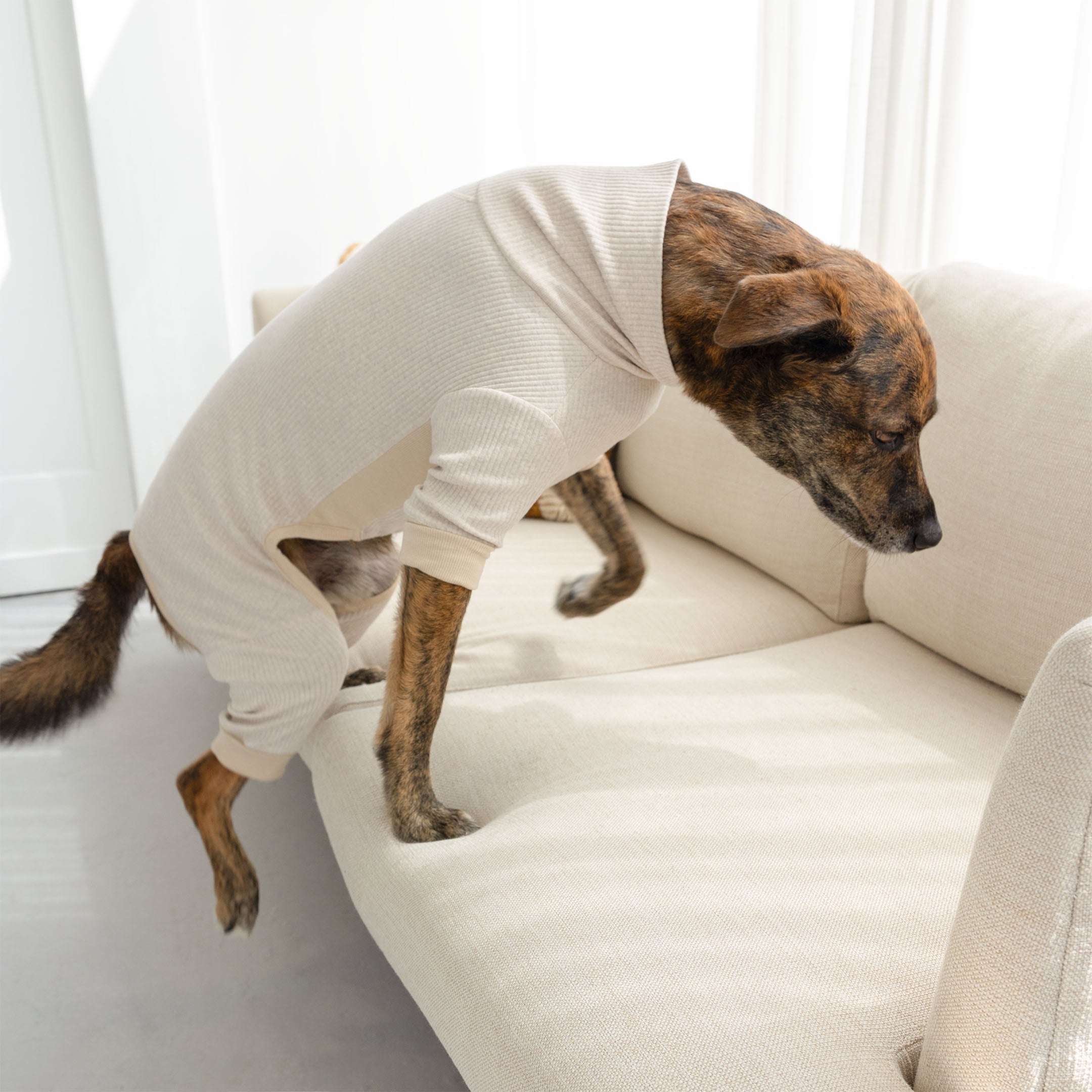 A brindle-coated dog in a beige ribbed dog onesie stepping off a cream-colored couch, captured in motion with focused attention.