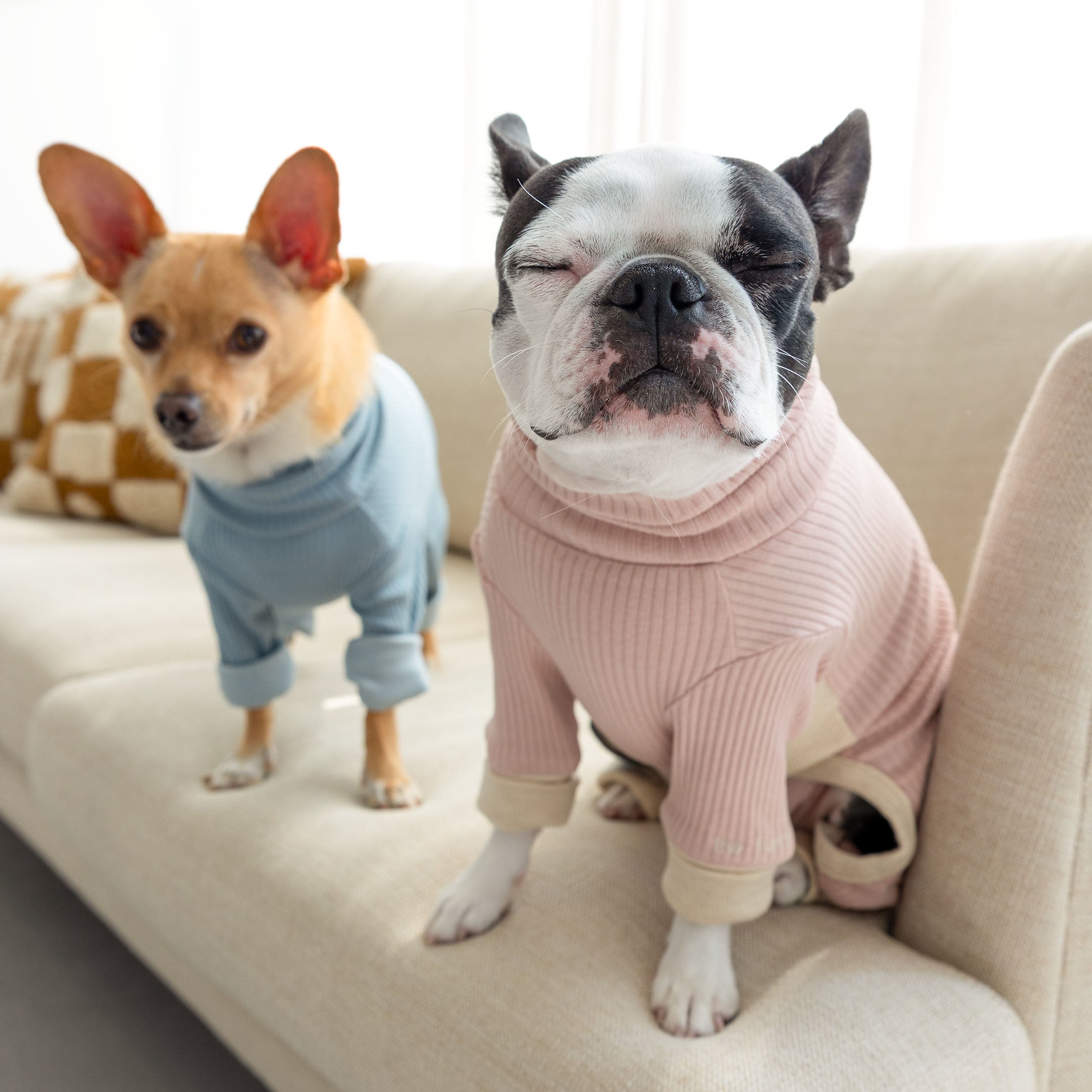 Two dogs sitting on a couch wearing ribbed onesies; a tan dog in a blue outfit looks to the side, while a black-and-white dog in a pink outfit has its eyes closed.