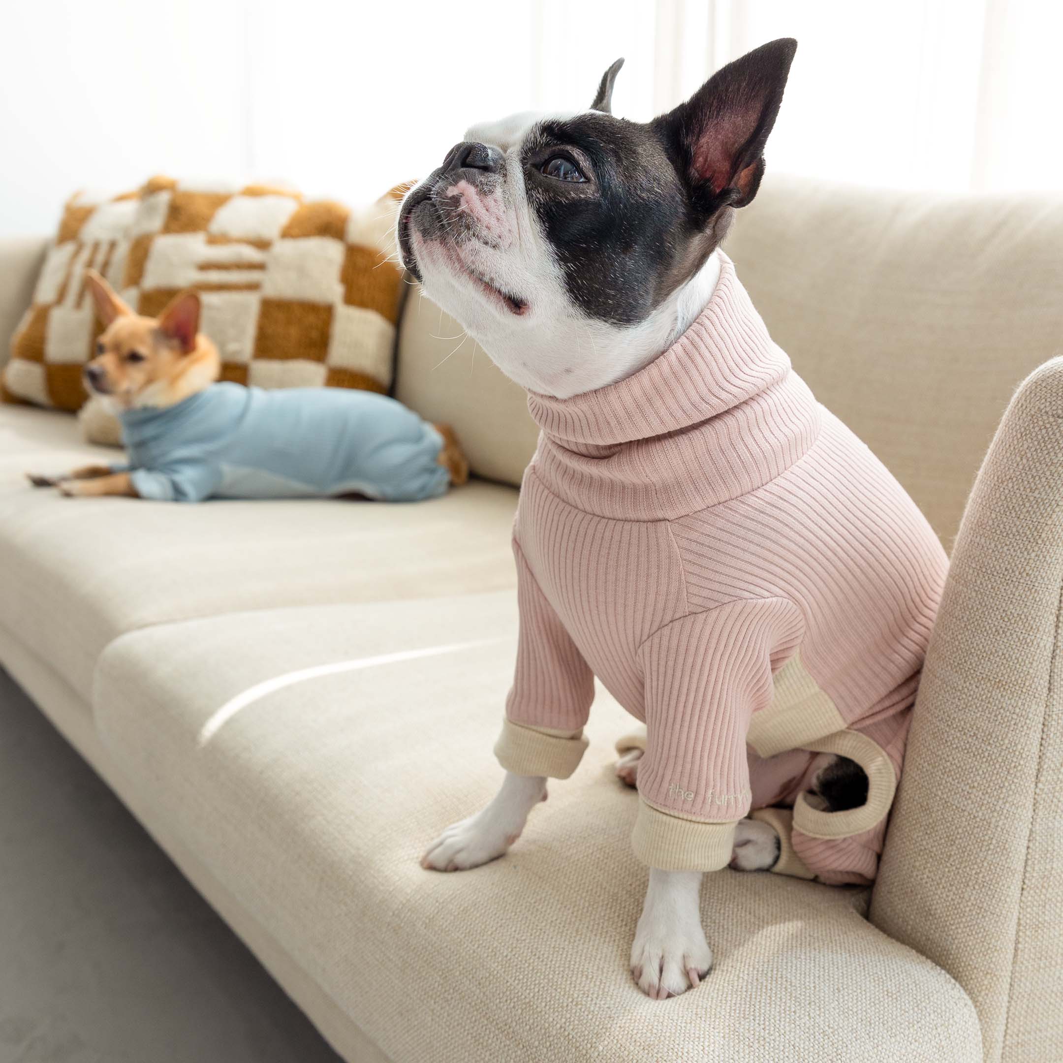 A black-and-white dog in a pink ribbed dog onesie sitting on a couch, looking upward, with a tan dog in a blue outfit resting nearby.