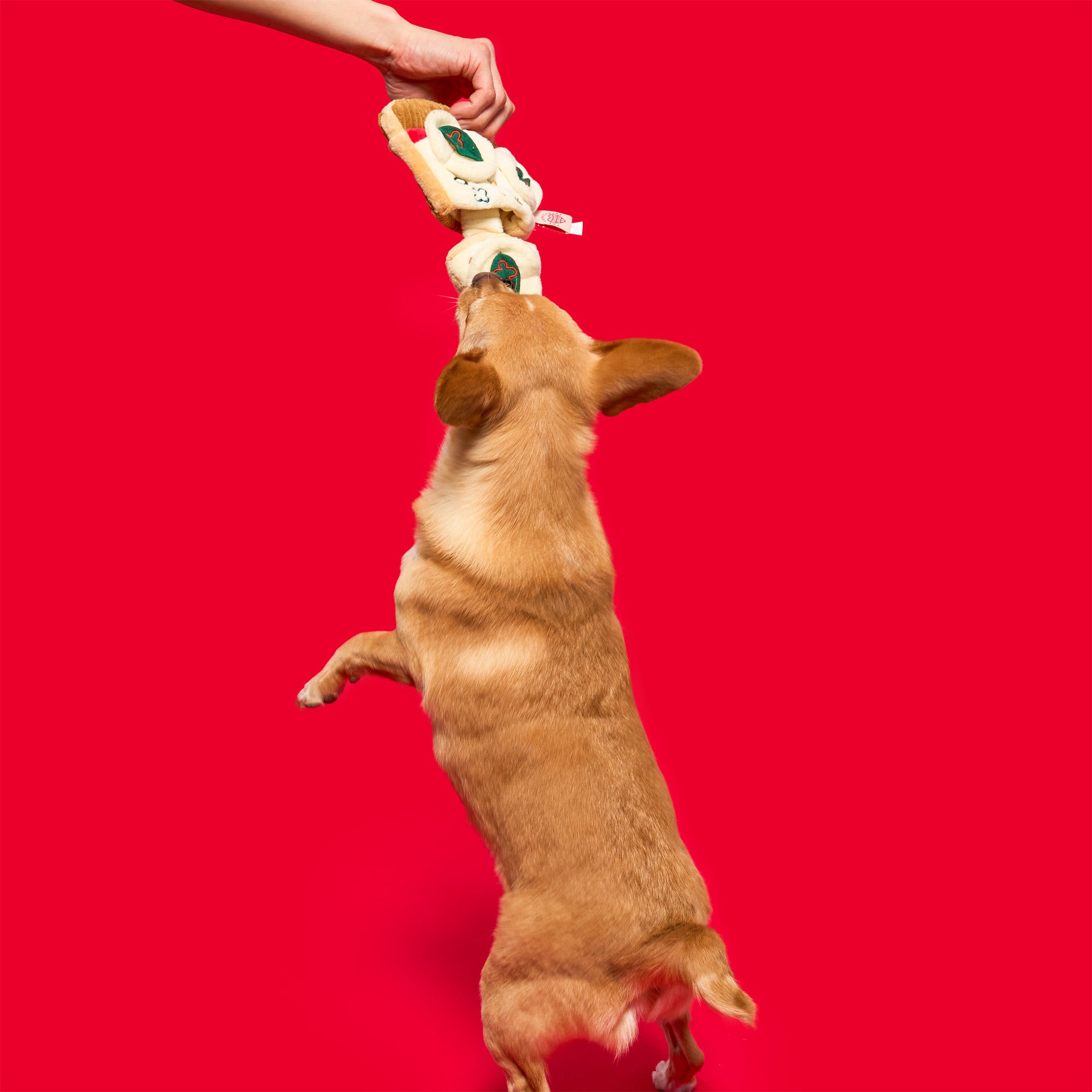 Energetic brown dog jumping to grab a plush pizza slice nosework toy from a hand. Designed for interactive play, tugging, and mental stimulation, this furryfolks toy is a must-have for active furry pals.