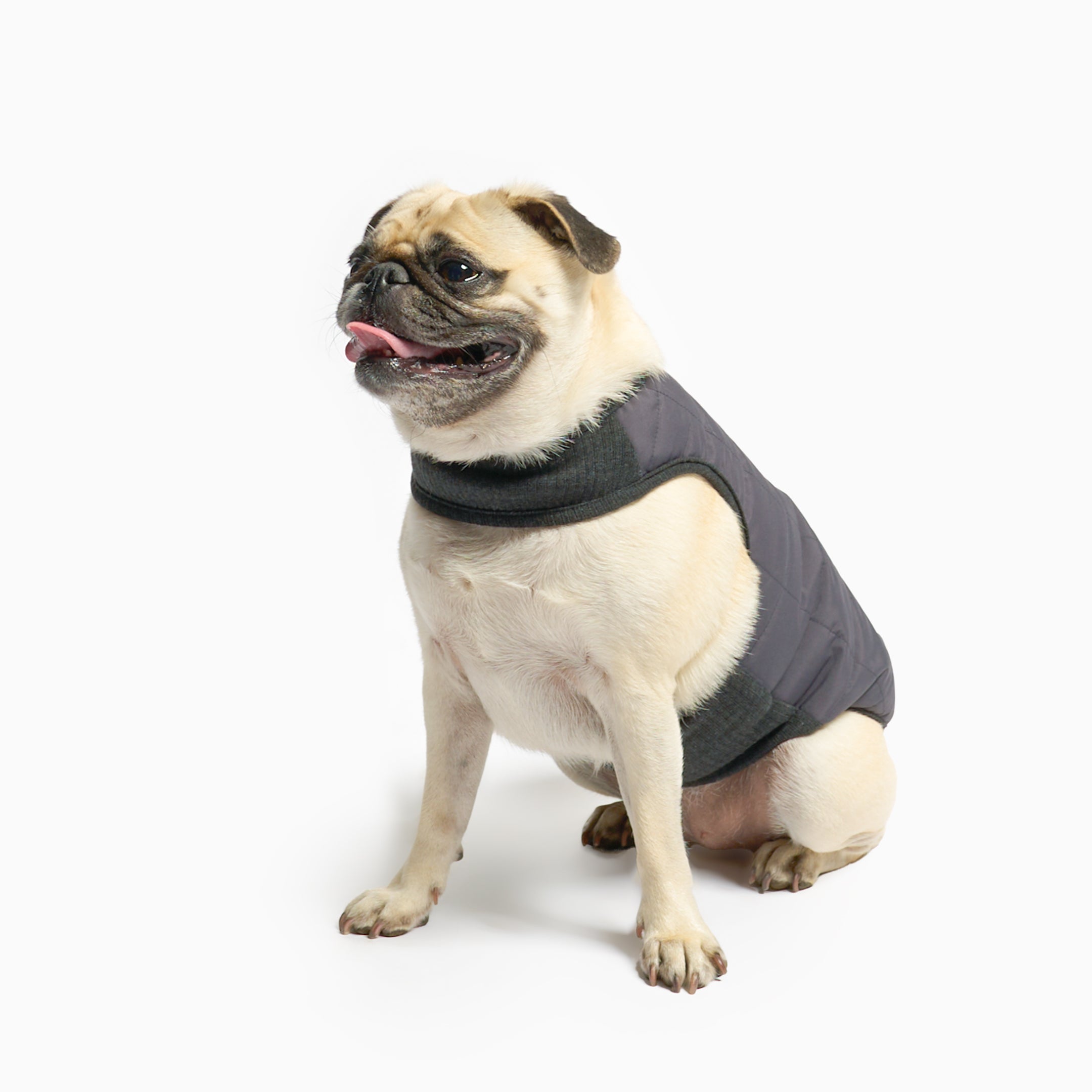 Pug wearing a gray harness on a white background