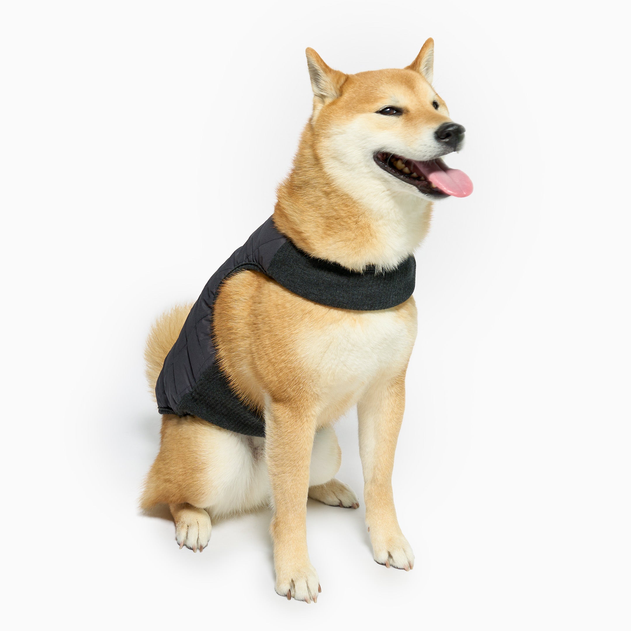 Dog wearing a black harness on a white background