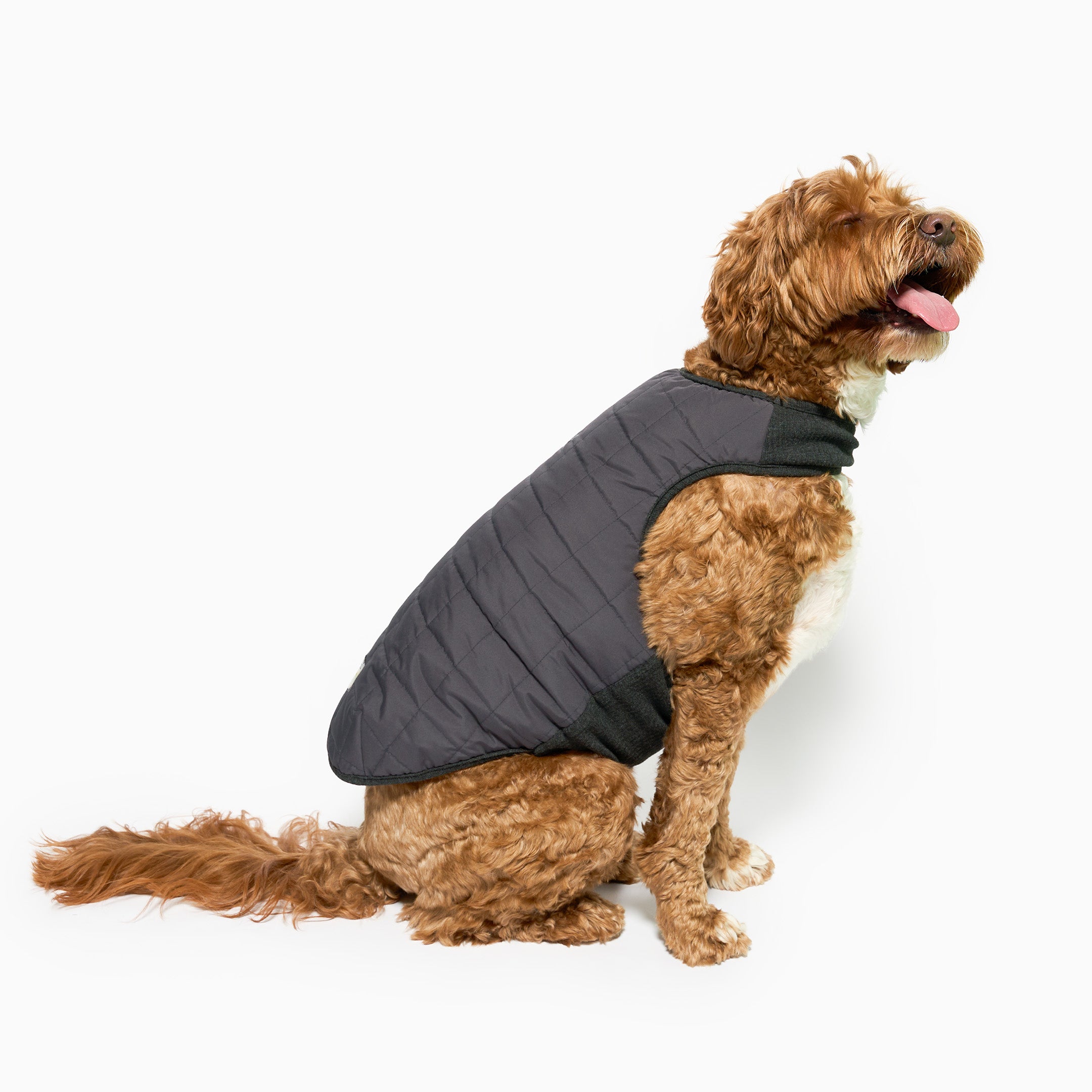 Dog wearing a gray puffer vest on a white background