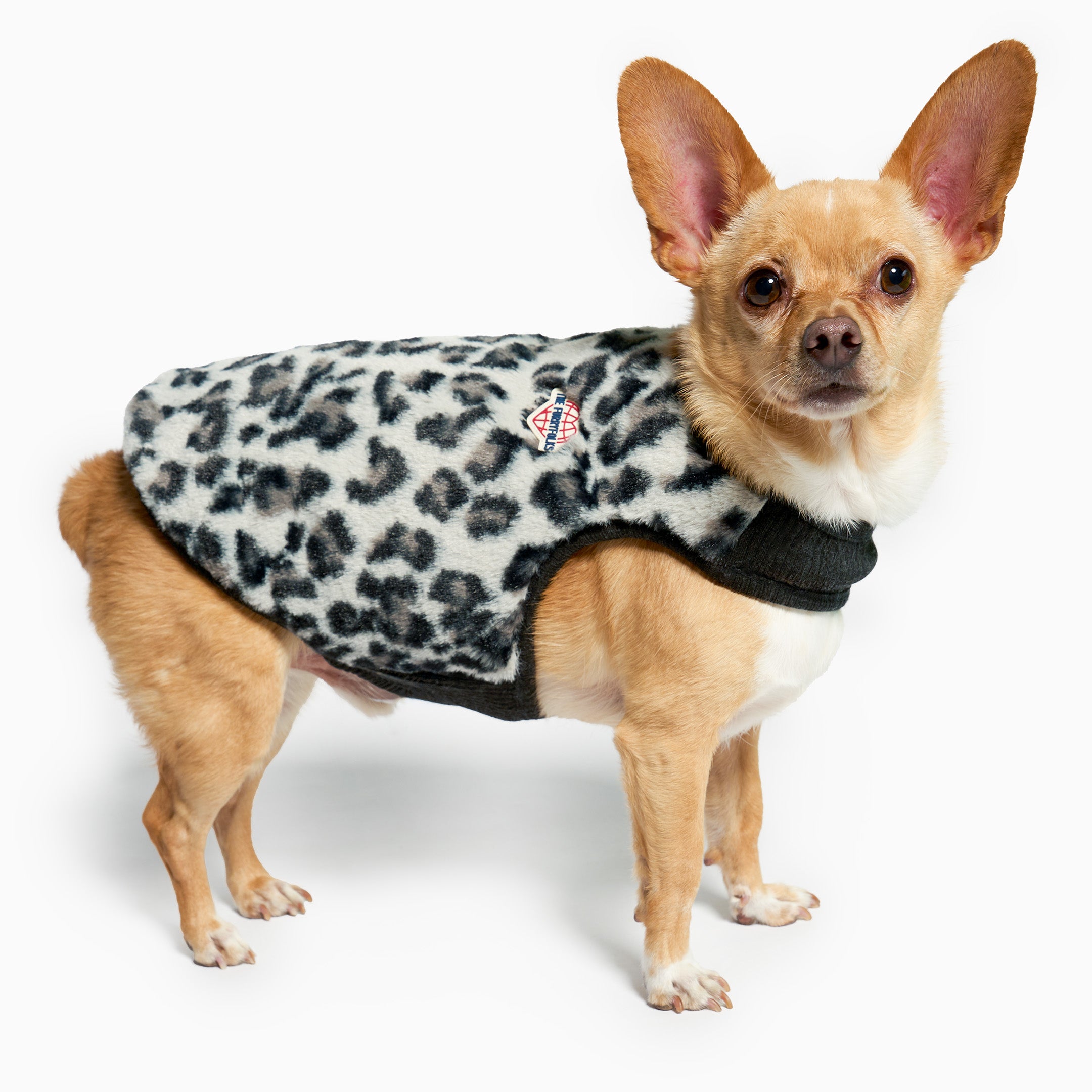 Small dog wearing a leopard print sweater on a white background