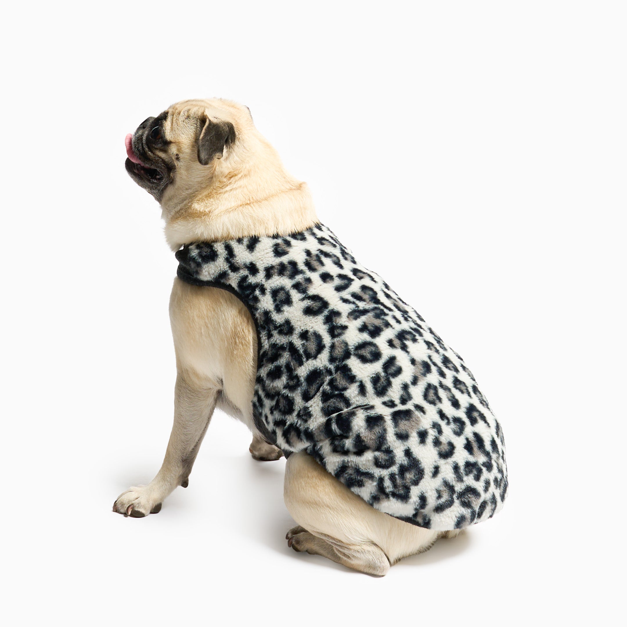 Pug wearing a leopard print dog coat on a white background