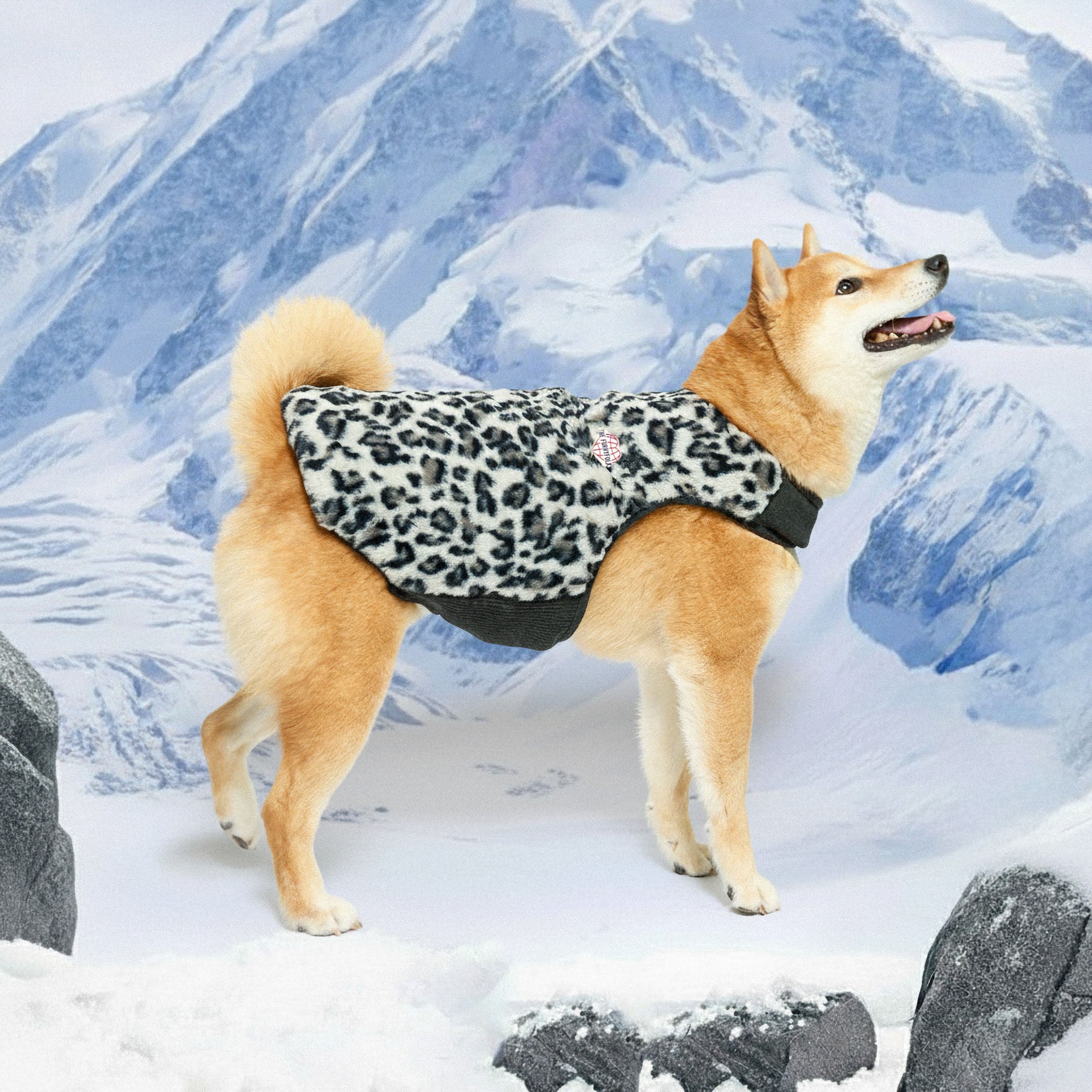 Dog wearing a leopard print coat standing in the snow with mountains in the background