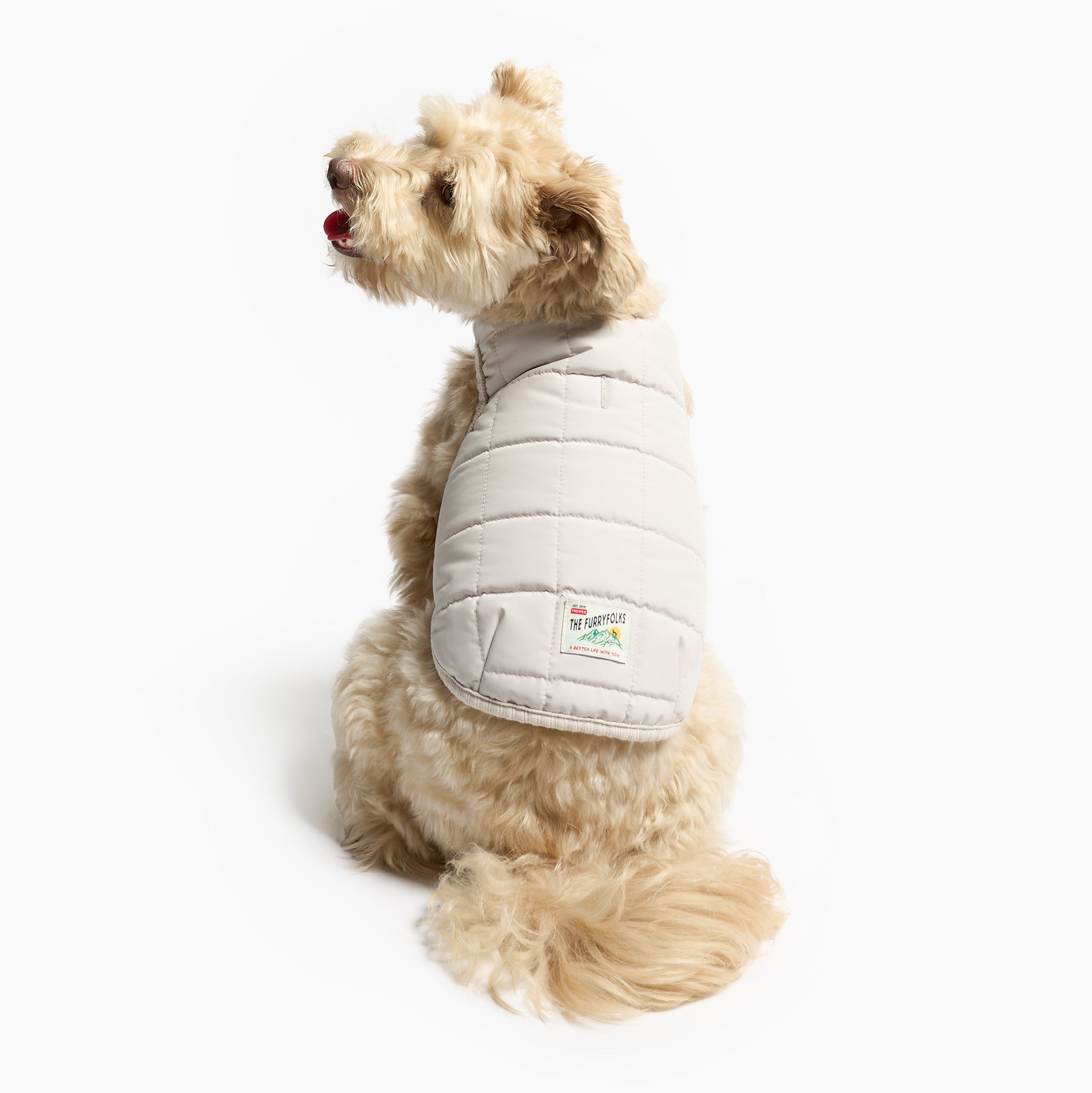 Small dog wearing a gray puffer vest on a white background