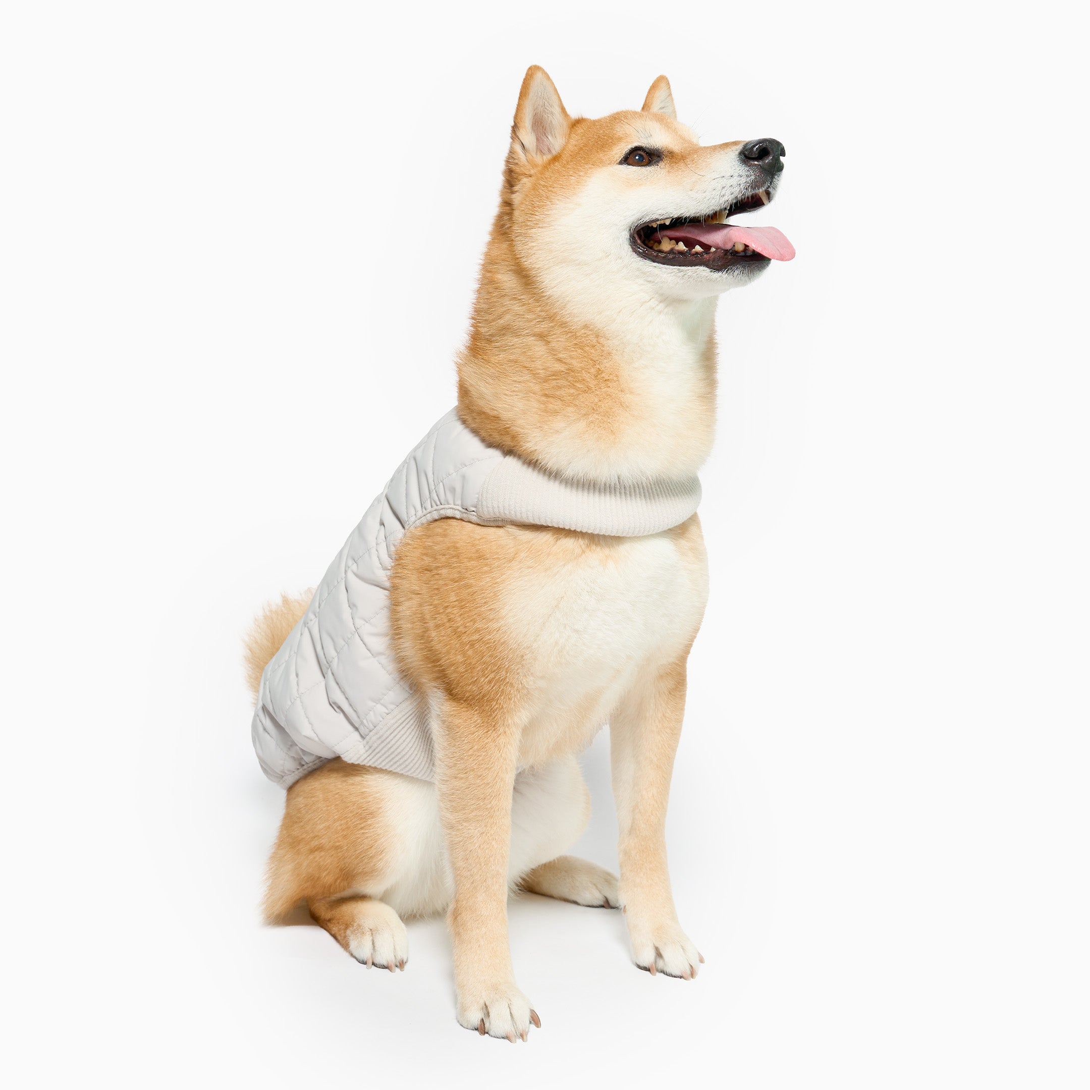 Dog wearing a white sweater on a white background