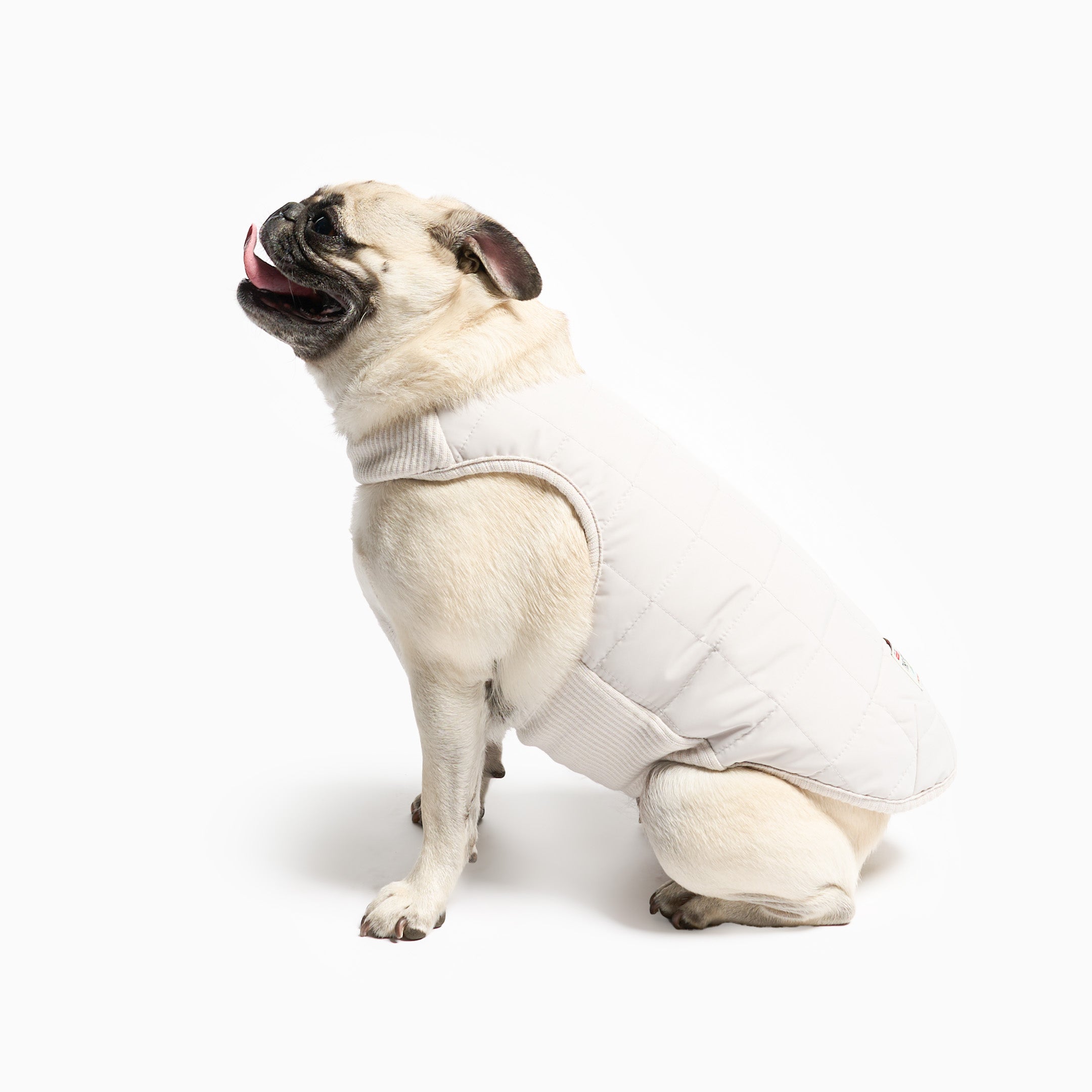 Pug wearing a white puffer vest on a white background