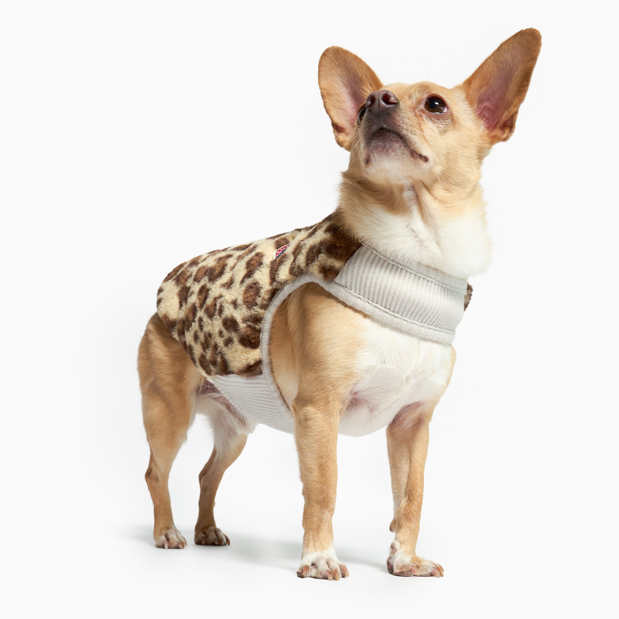 Small dog wearing a leopard print and gray sweater on a white background