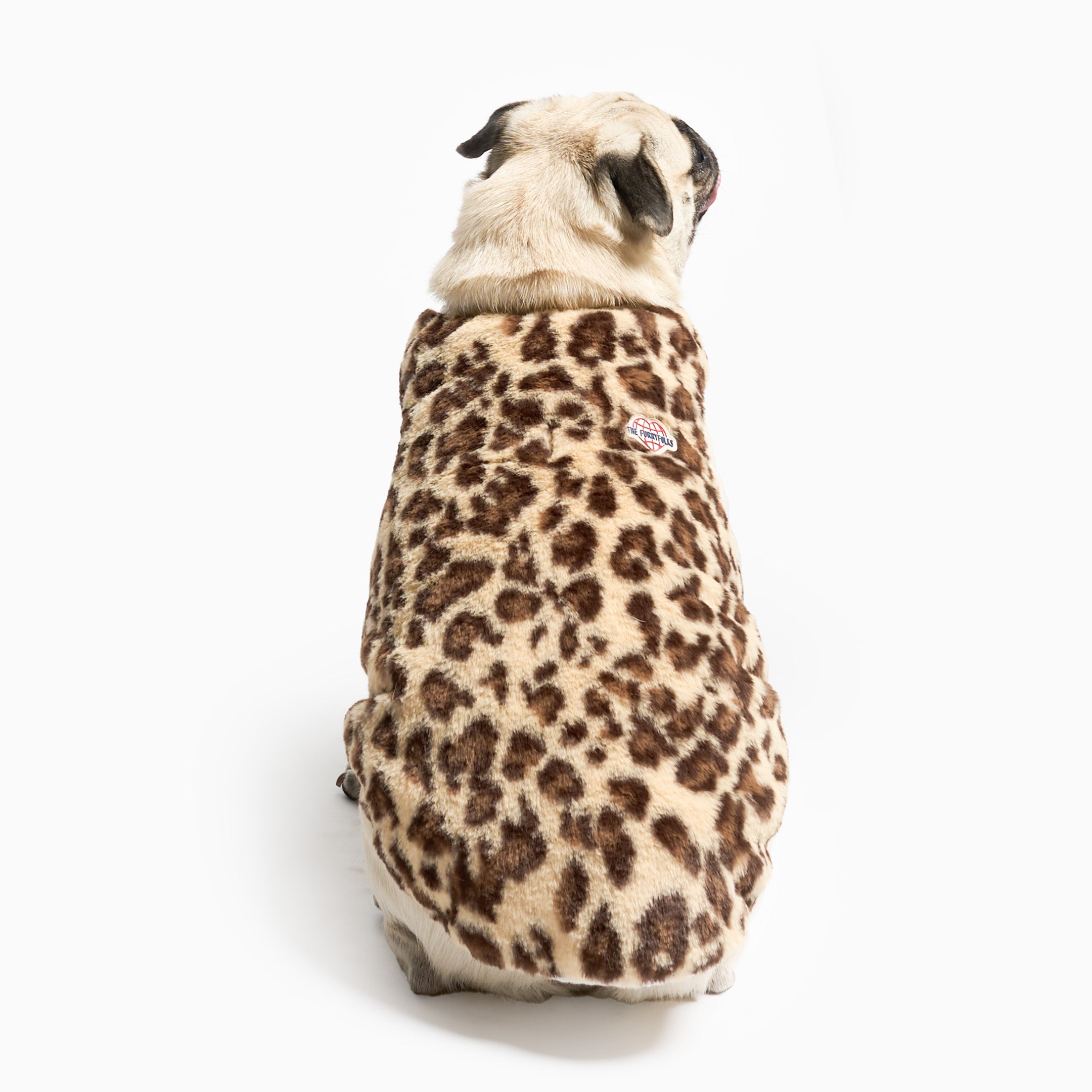 Dog wearing a leopard print sweater on a white background