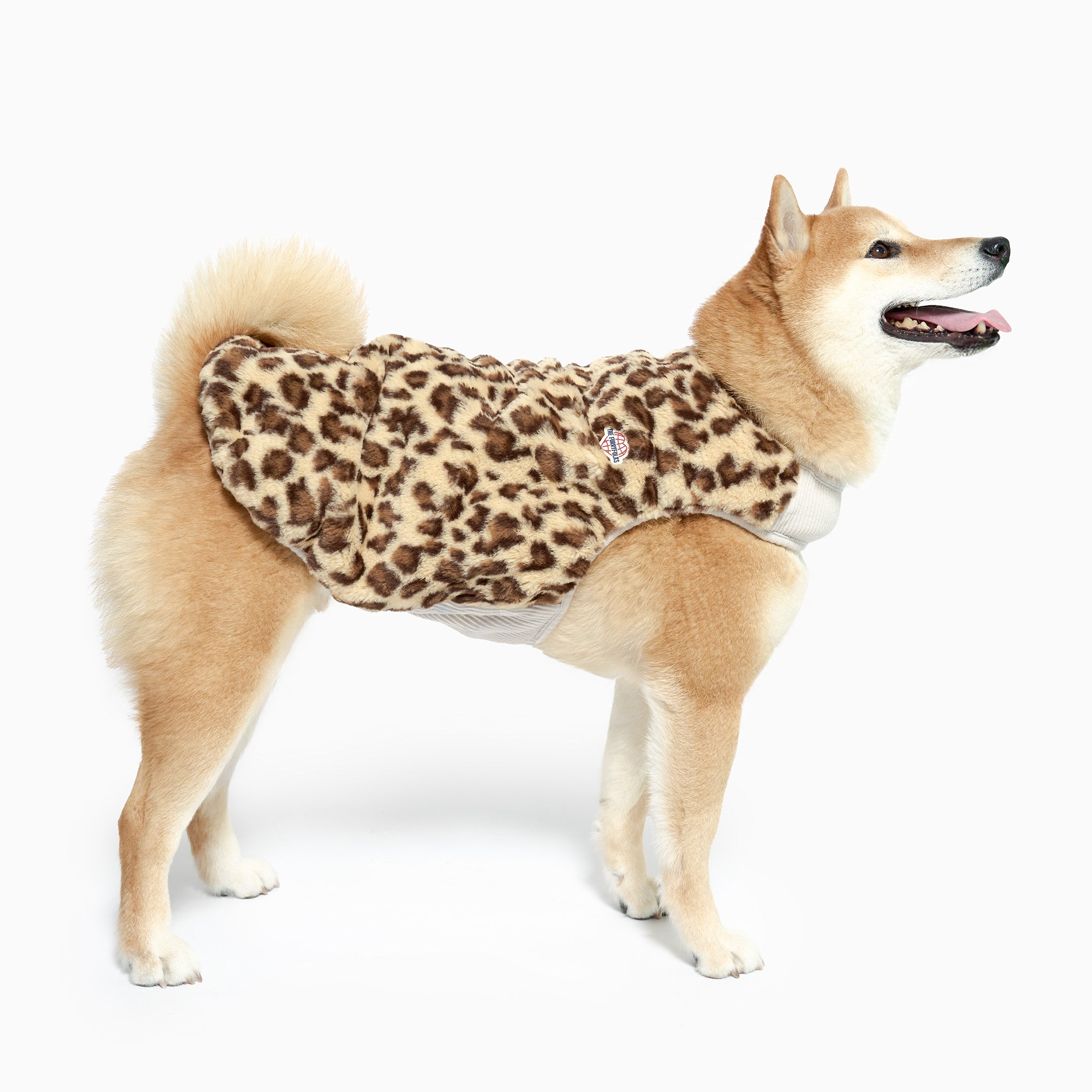 Dog wearing a leopard print coat on a white background