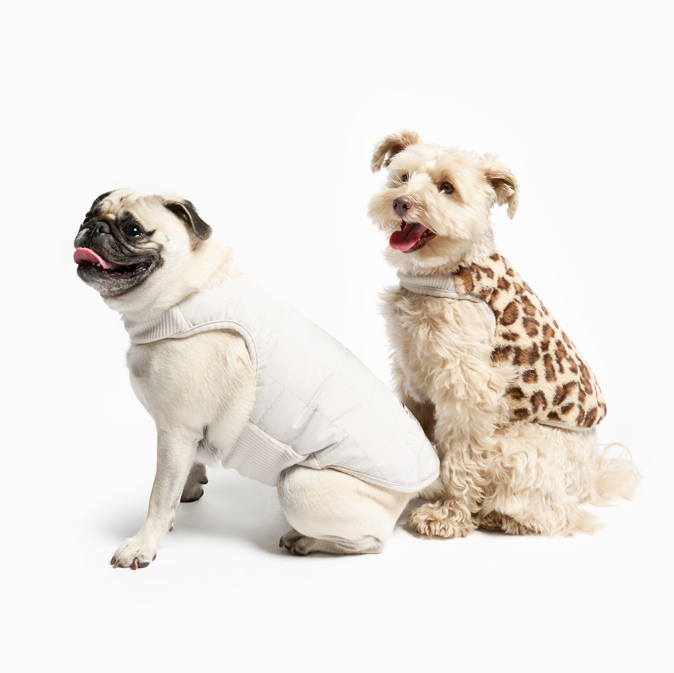 Two dogs wearing winter clothing on a white background