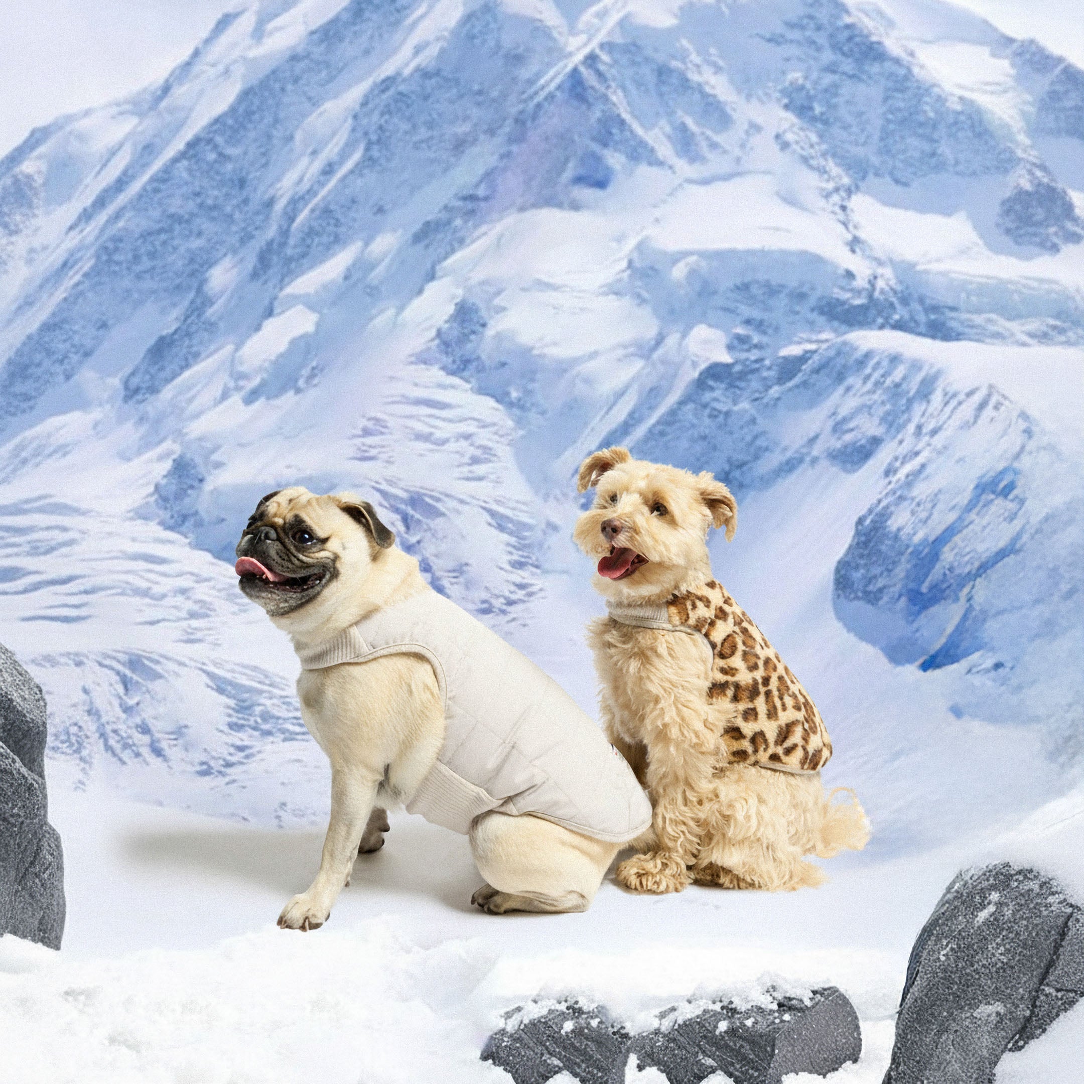 Two dogs in winter clothing sitting on a snowy landscape with mountains in the background