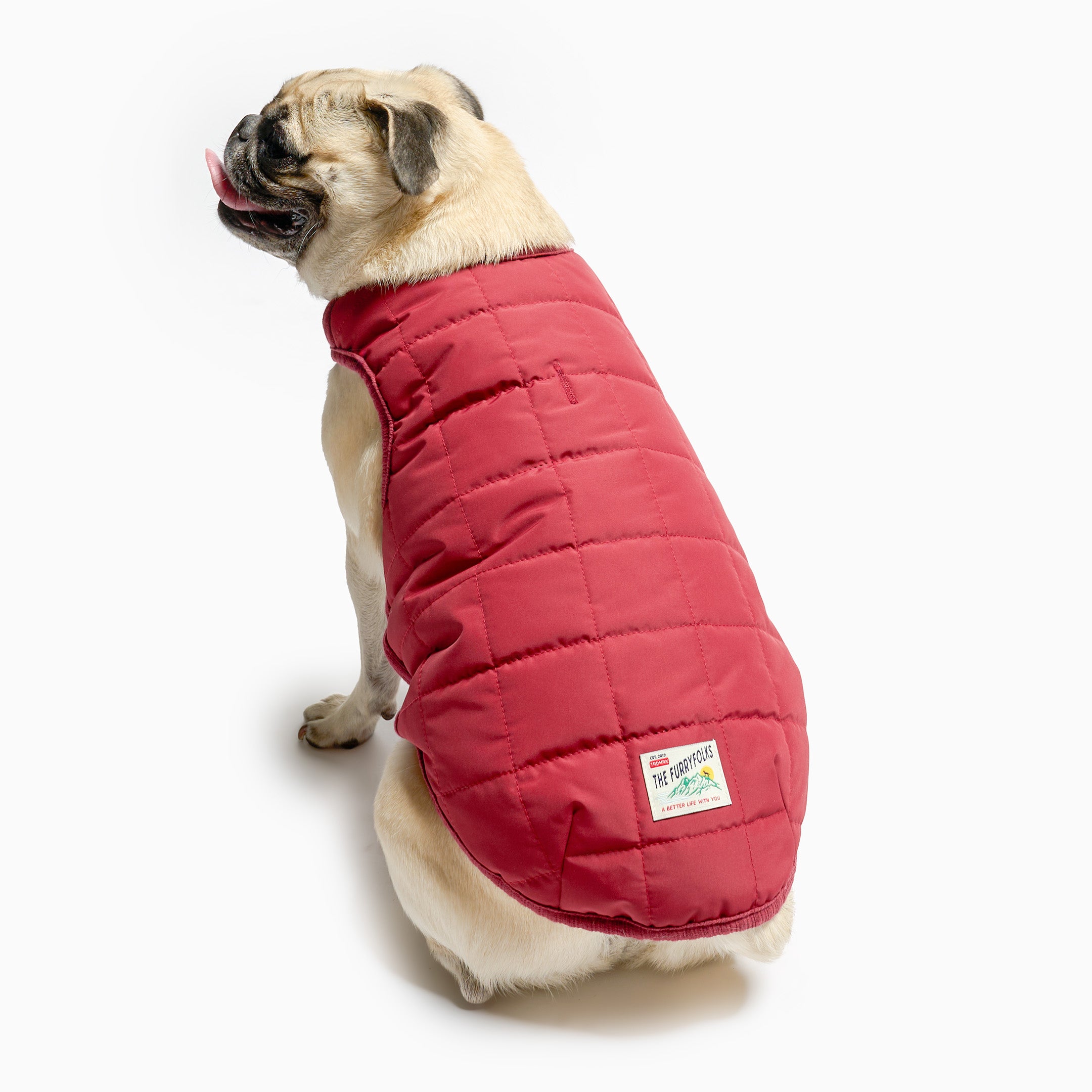 Pug wearing a red quilted dog coat on a white background