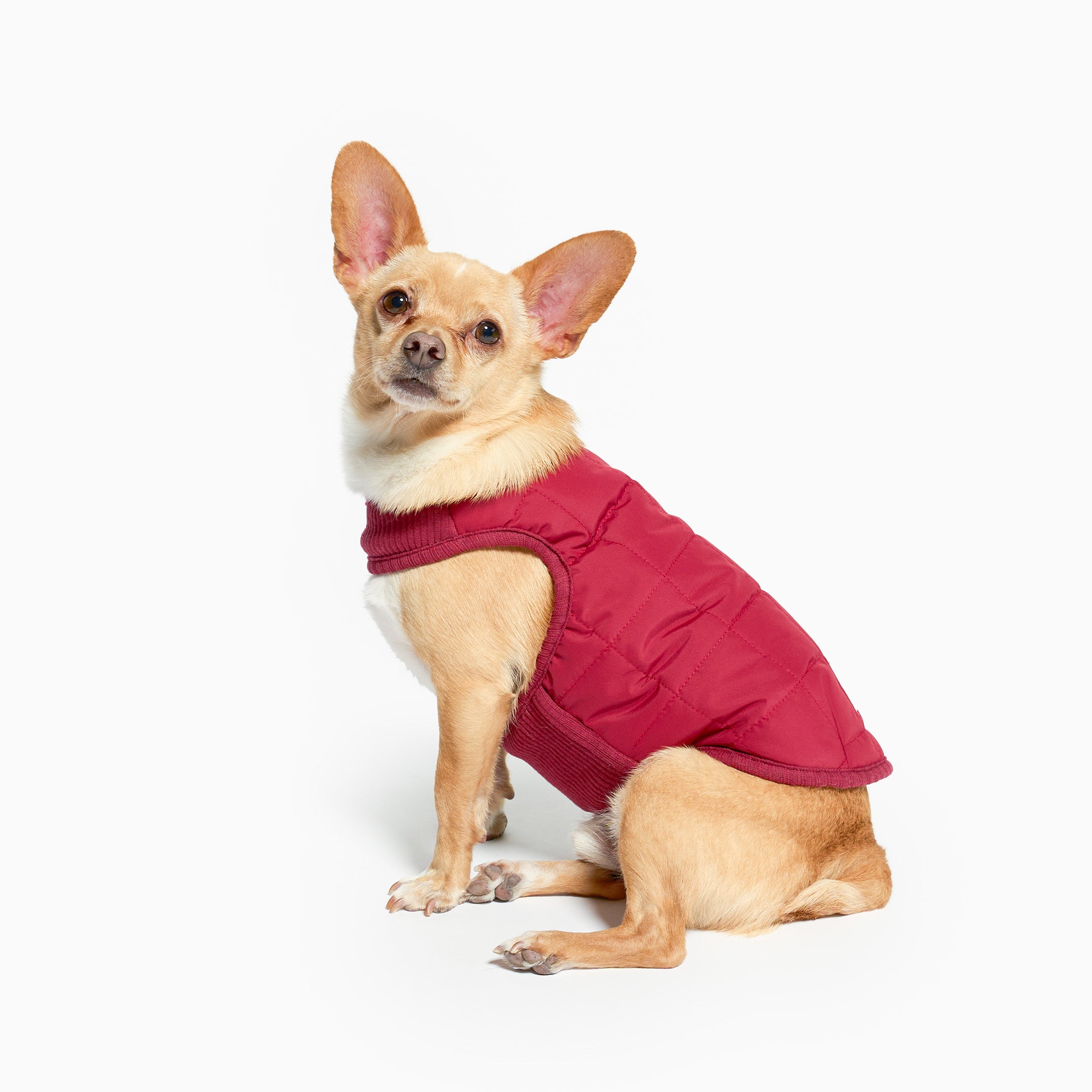 Small dog wearing a red puffer vest on a white background