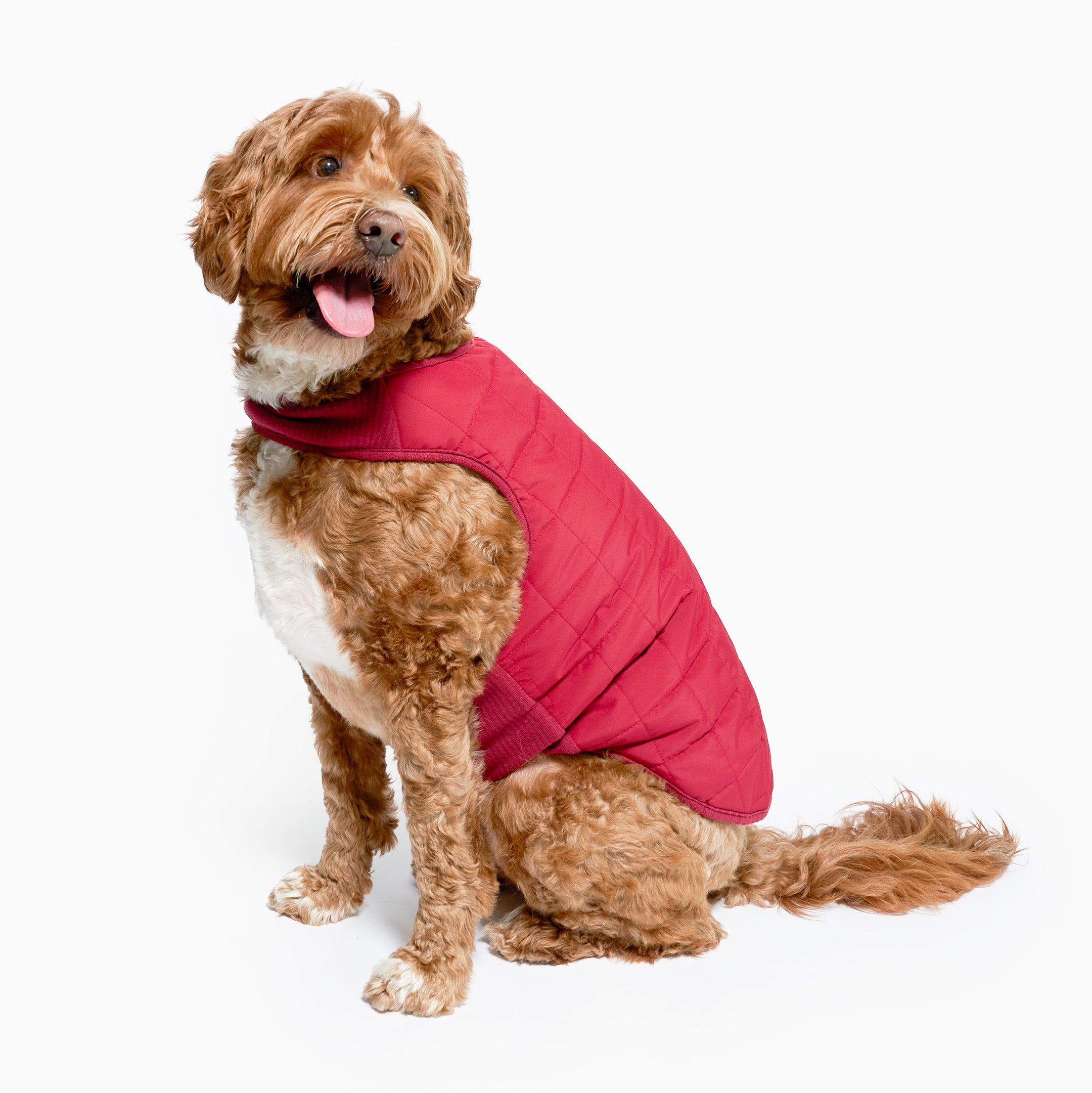 Dog wearing a red puffer vest on a white background
