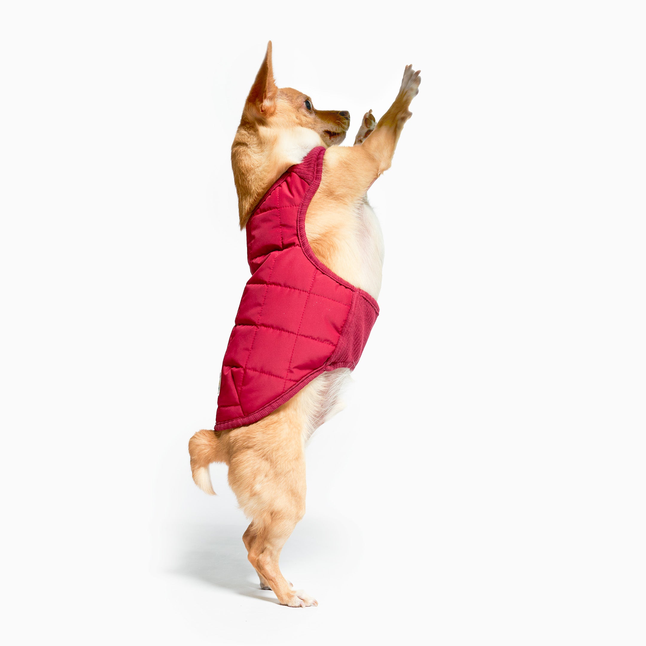Dog wearing a red puffer vest standing on its hind legs against a white background