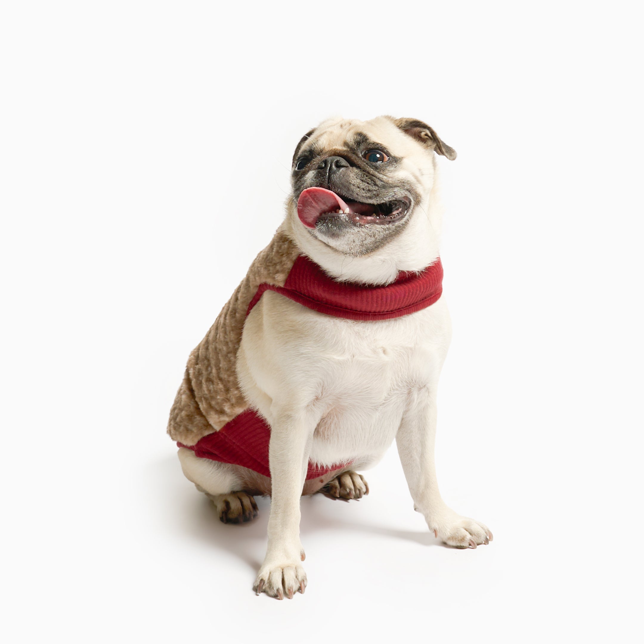 Dog wearing a red sweater on a white background