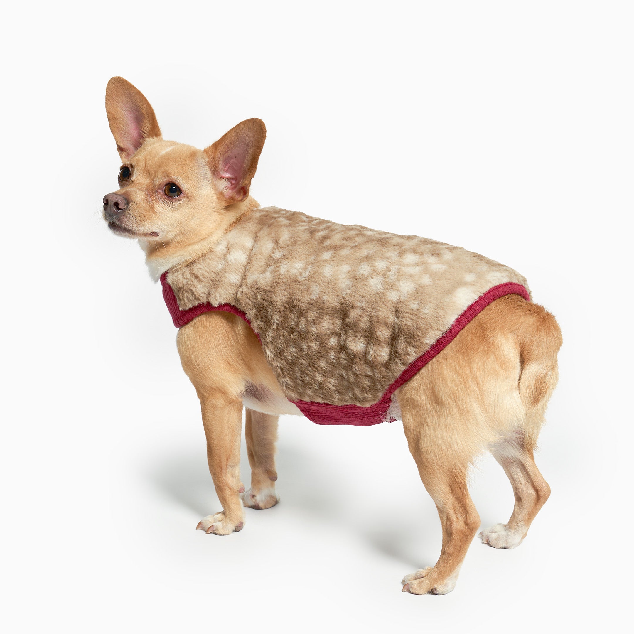 Small dog wearing a fleece coat with a white background