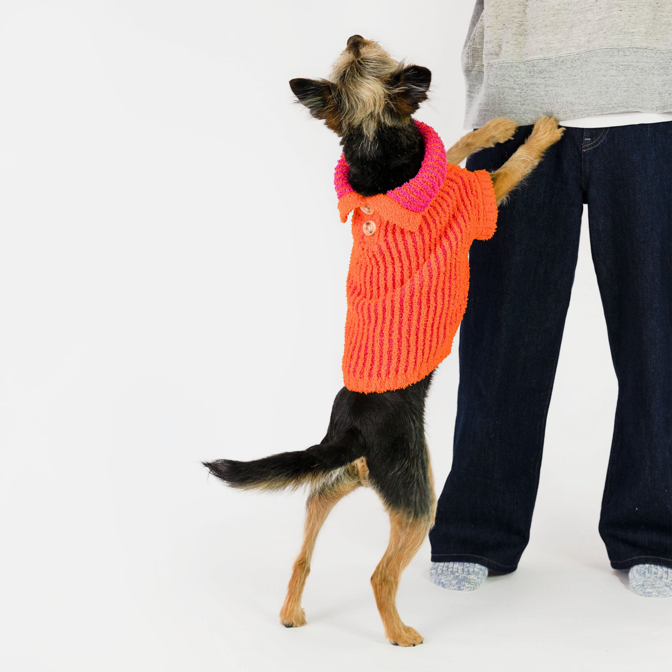 Small dog standing on hind legs, wearing a bright orange knit sweater with pink stripes and a collar, featuring a button detail. The vibrant and cozy sweater adds warmth and style, perfect for playful moments with your furry friend.