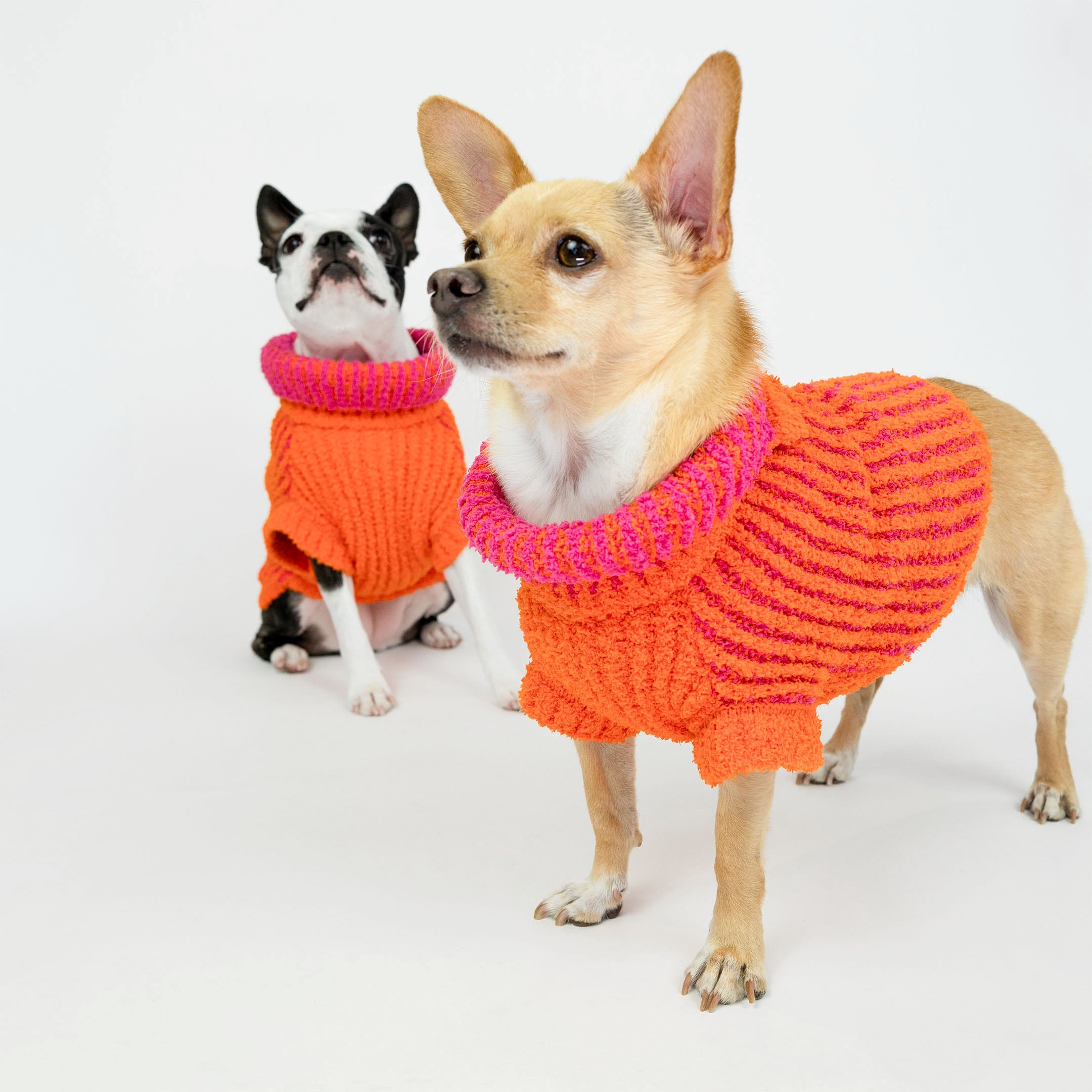 Two small dogs wearing matching bright orange knit sweaters with pink striped collars. The cozy and vibrant sweaters provide warmth and a stylish look, perfect for furry friends who love to stay fashionable together.