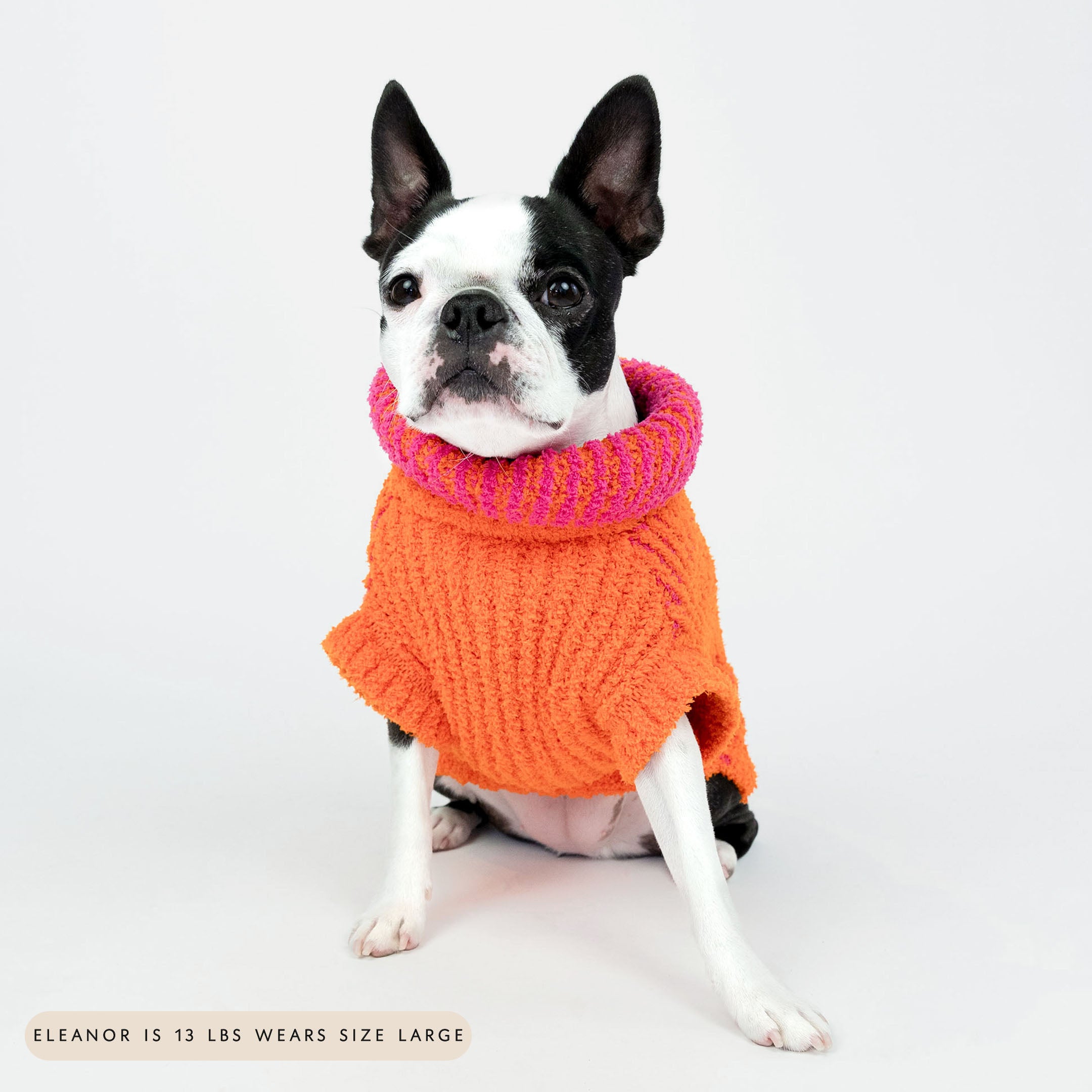 Small black and white dog sitting and wearing a bright orange knit sweater with pink striped collar. The cozy and vibrant design adds warmth and a bold pop of color, making your furry friend both stylish and comfortable.