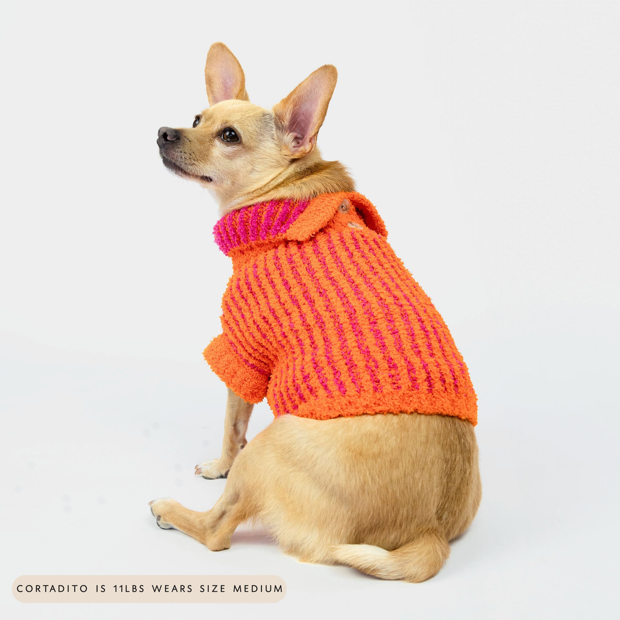 Small dog sitting and wearing a bright orange knit sweater with pink stripes and a collar, featuring a button detail. This colorful and cozy sweater adds both warmth and a fun pop of style to your furry friend's outfit.