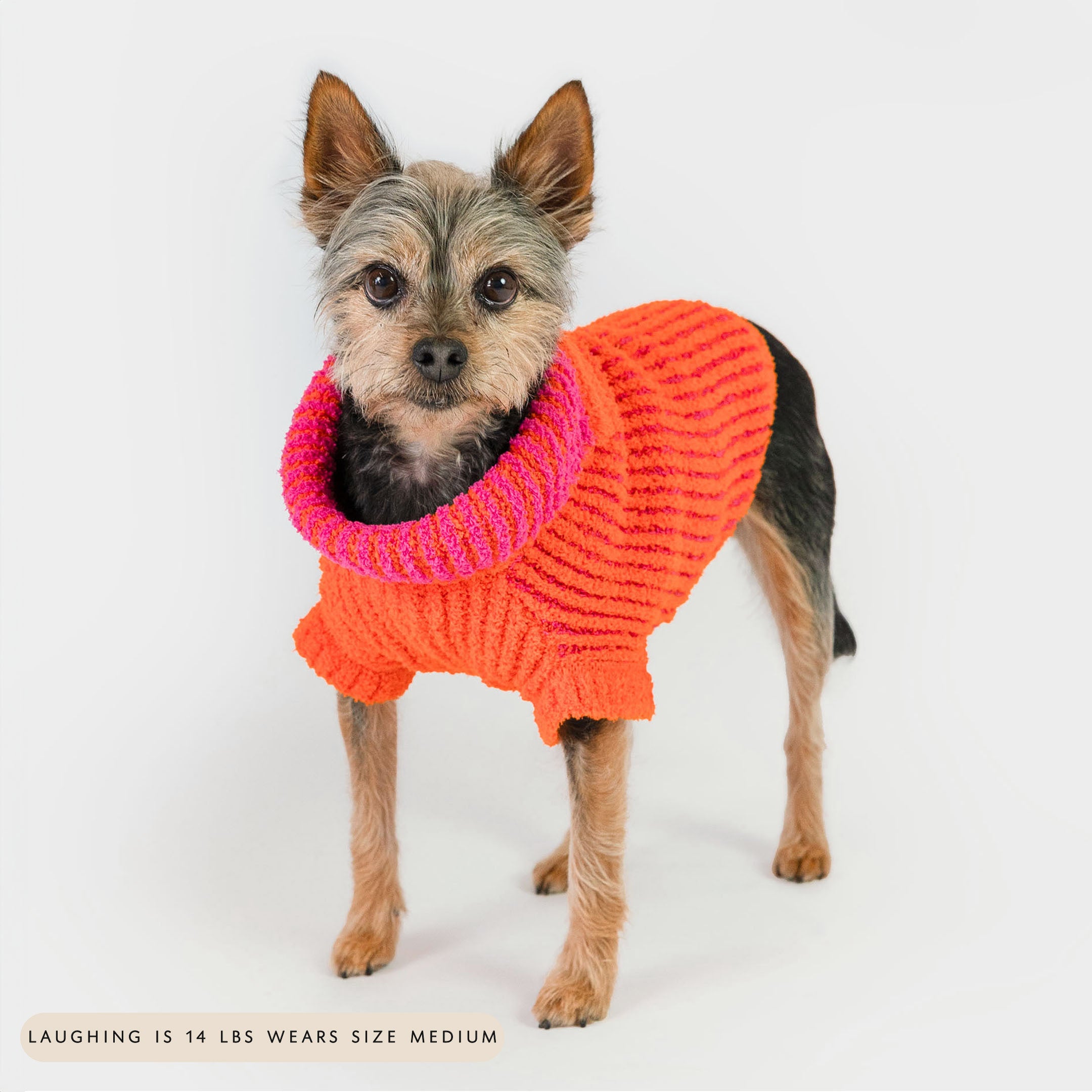 Small dog wearing a bright orange knit sweater with pink stripes and a wide collar. The cozy and colorful design offers both warmth and a bold, playful style, making your furry friend stand out in any setting.