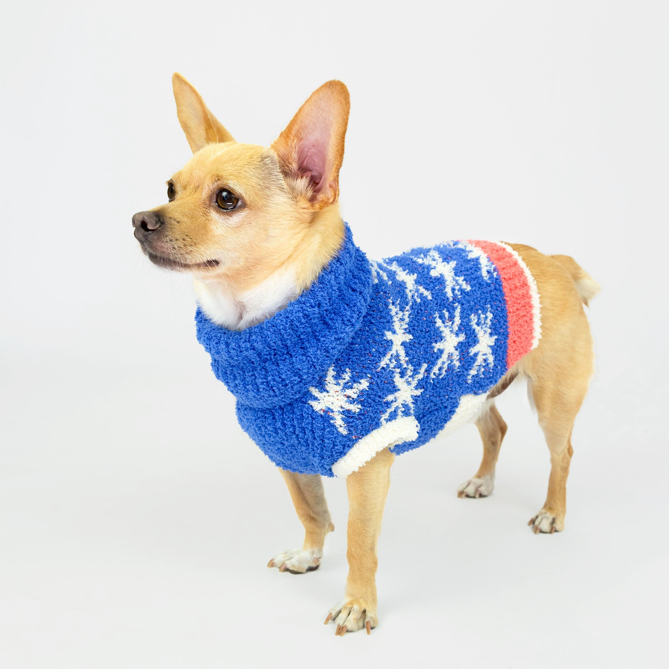 Small dog wearing a blue knit sweater featuring white star patterns and a red stripe across the back. The cozy and celestial-inspired design adds warmth and style, perfect for keeping your furry friend fashionable and comfortable.