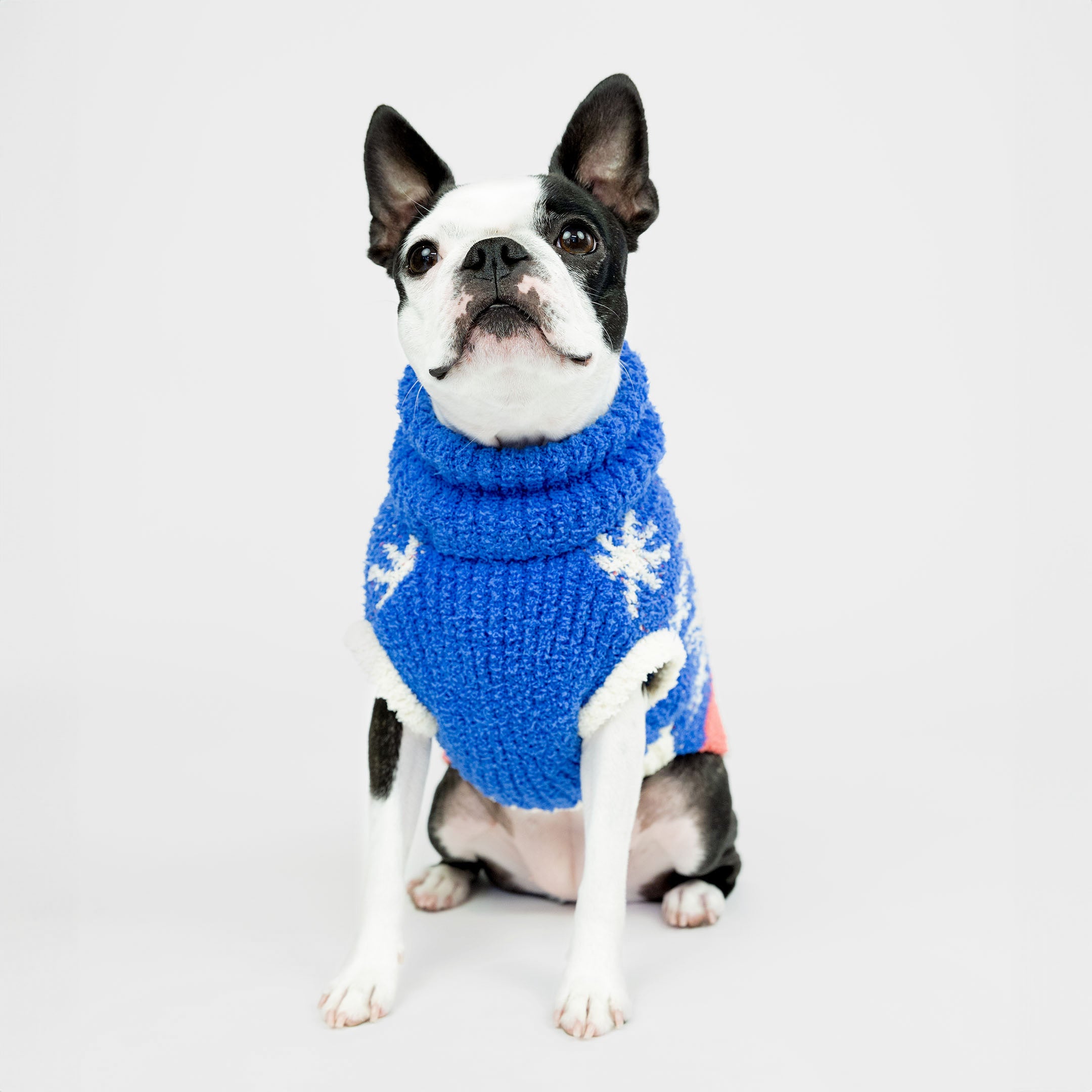 Small black and white dog sitting and wearing a blue knit sweater with white star patterns. The cozy and celestial-inspired sweater offers warmth and a stylish look, making it perfect for keeping your furry friend comfortable and fashionable.