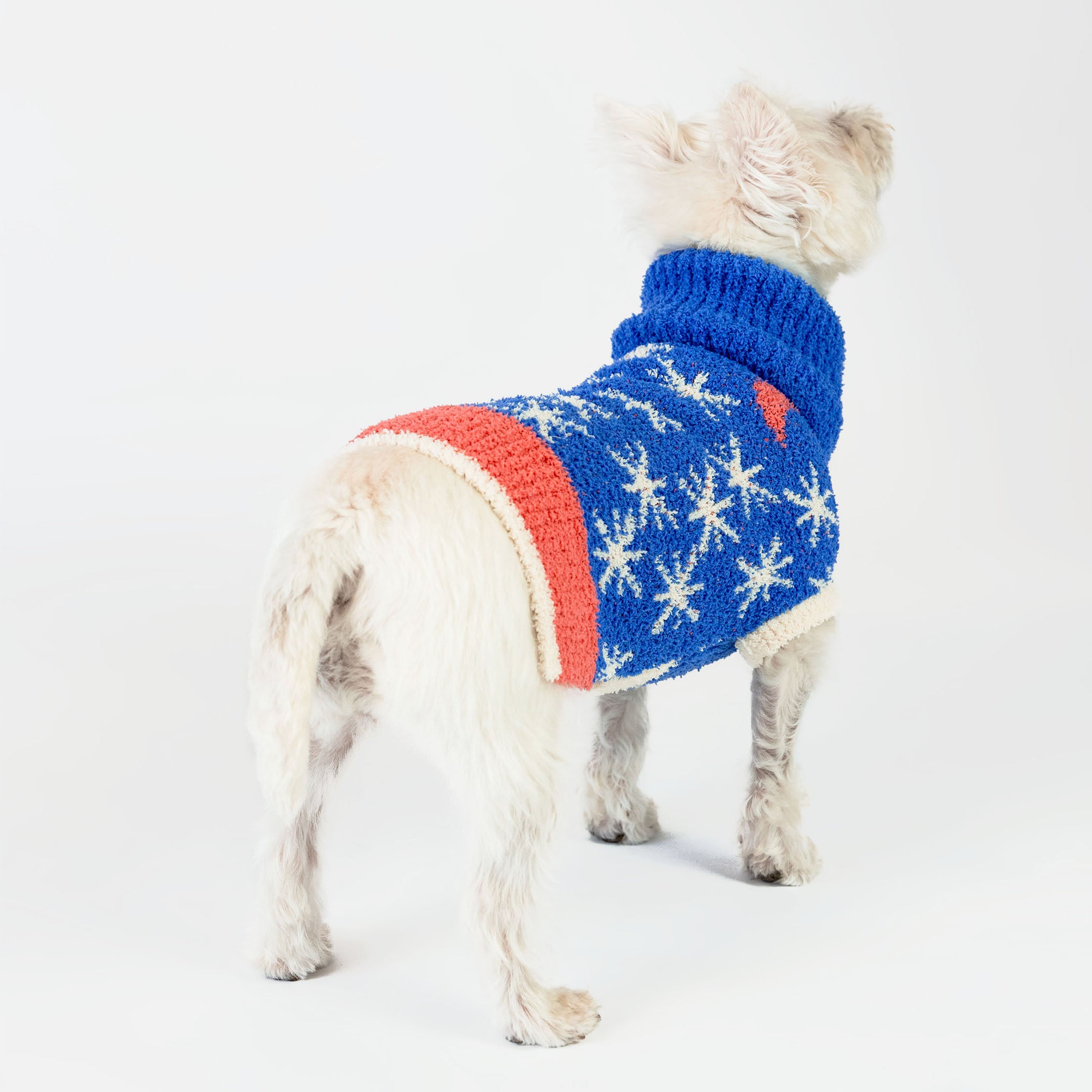 Small white dog standing with its back turned, wearing a blue knit sweater adorned with white star patterns and a red stripe across the back. The cozy, celestial-inspired design adds warmth and style, making it perfect for fashionable furry friends.