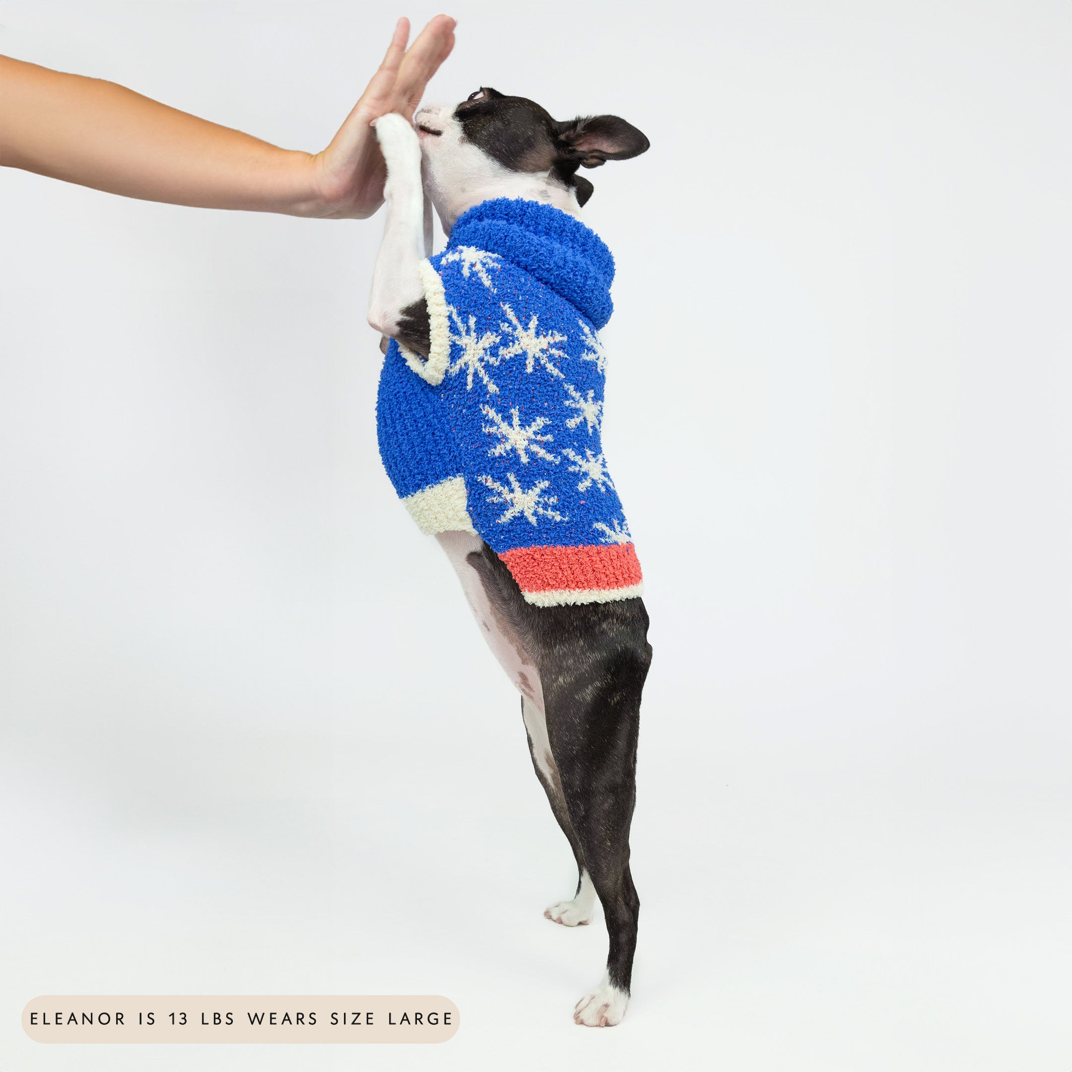 Small black and white dog standing on hind legs and giving a high-five while wearing a blue knit sweater with white star patterns and a red stripe. The cozy and playful design offers warmth and style, perfect for active and fashionable furry friends.