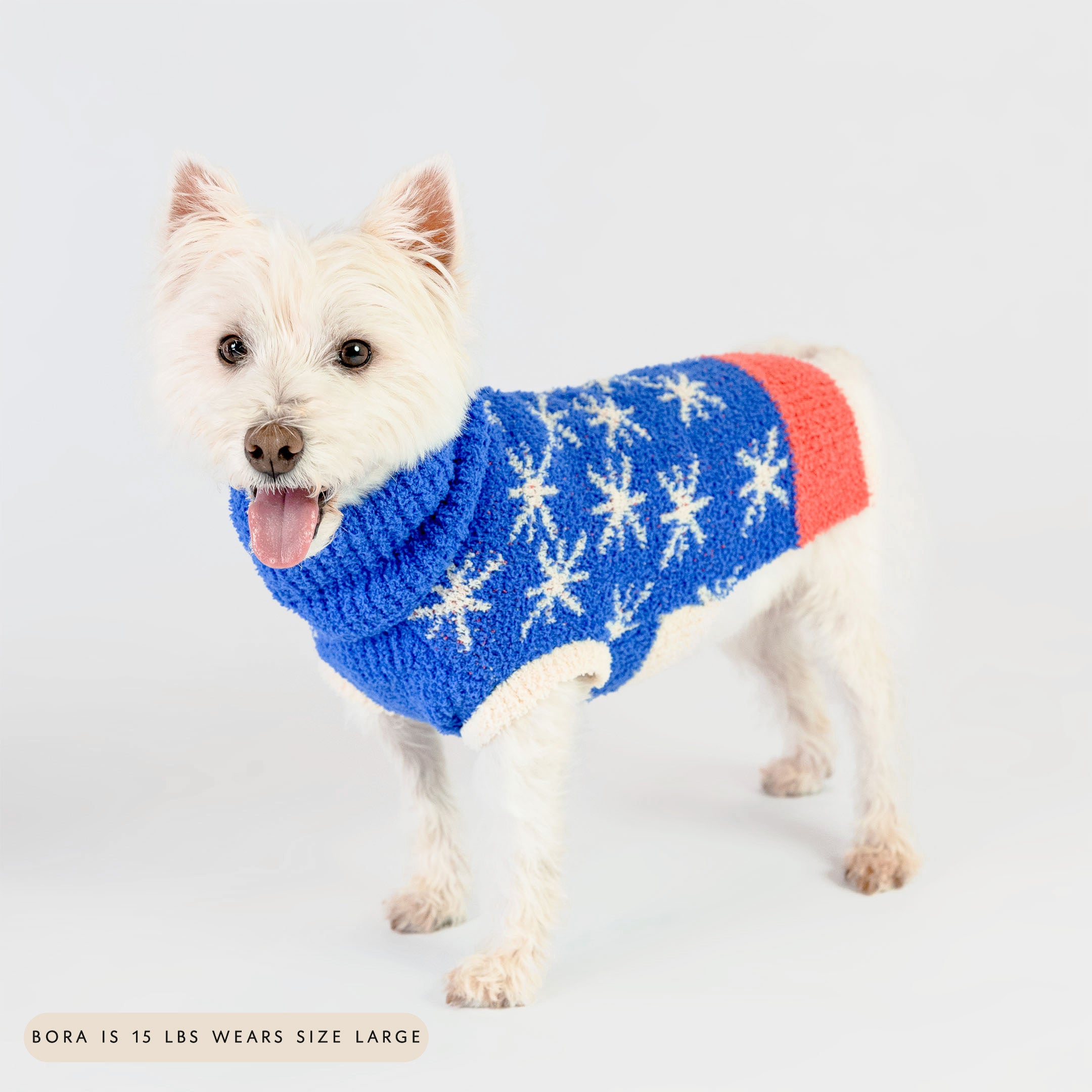 Small white dog wearing a blue knit sweater with white star patterns and a red stripe on the back, smiling with its tongue out. The cozy and celestial-inspired sweater adds warmth and style, perfect for keeping your furry friend comfortable and fashionable.