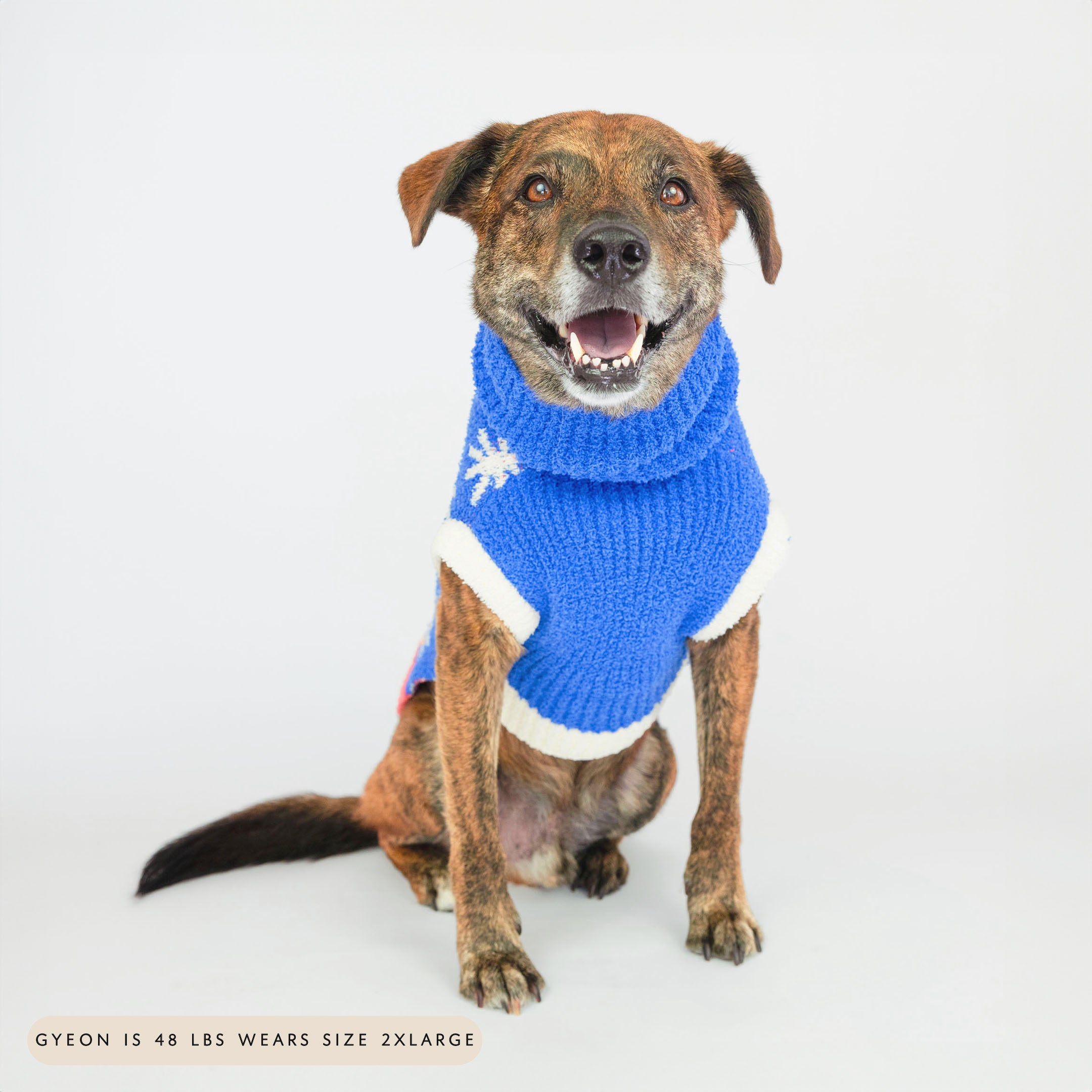 Medium-sized dog sitting and smiling while wearing a blue knit sweater with white star patterns and white trim. The cozy and celestial-inspired design adds warmth and style, making it perfect for keeping your furry friend comfortable and fashionable.