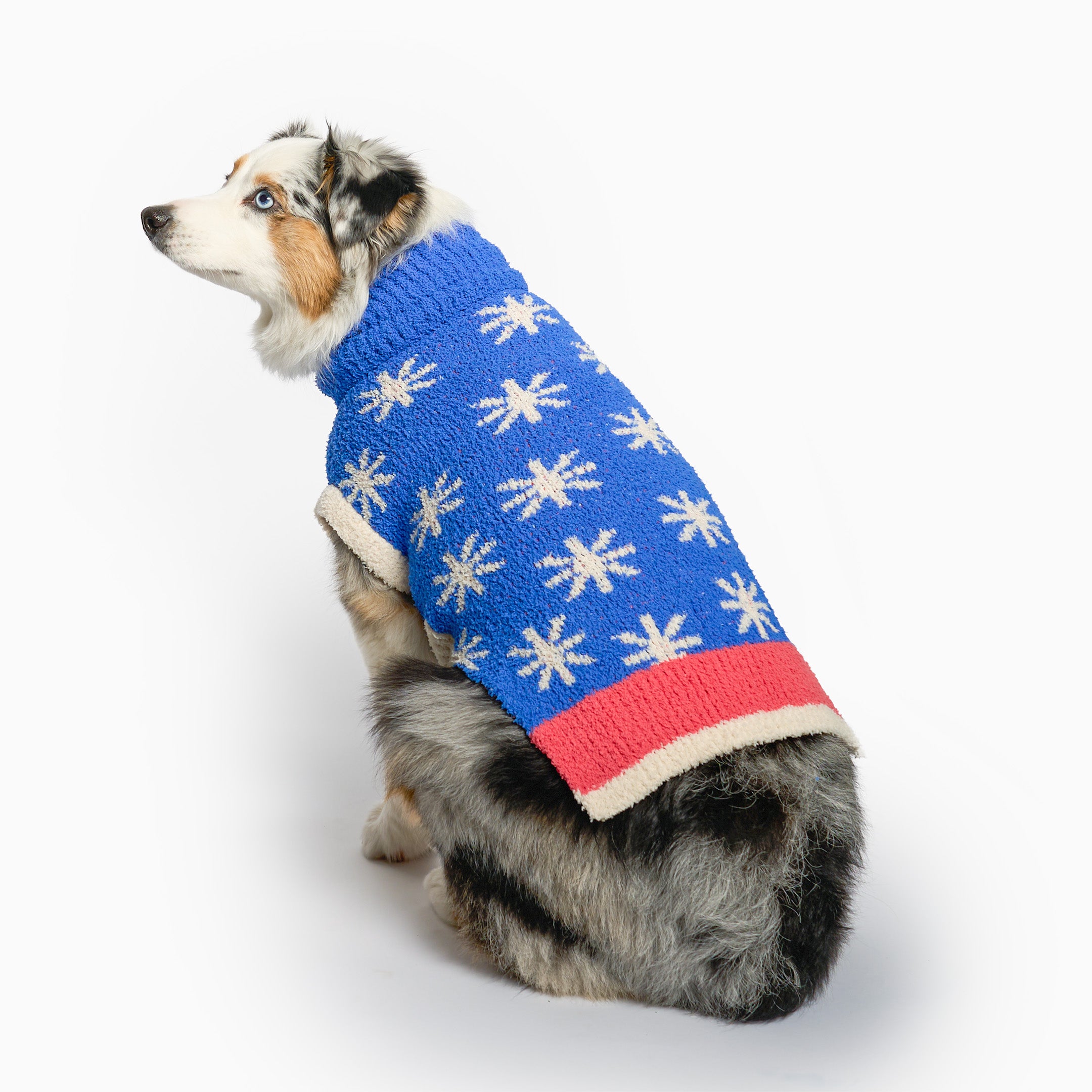 Brown and white dog sitting sideways, wearing a blue knit sweater with a white flower pattern and a red hem detail