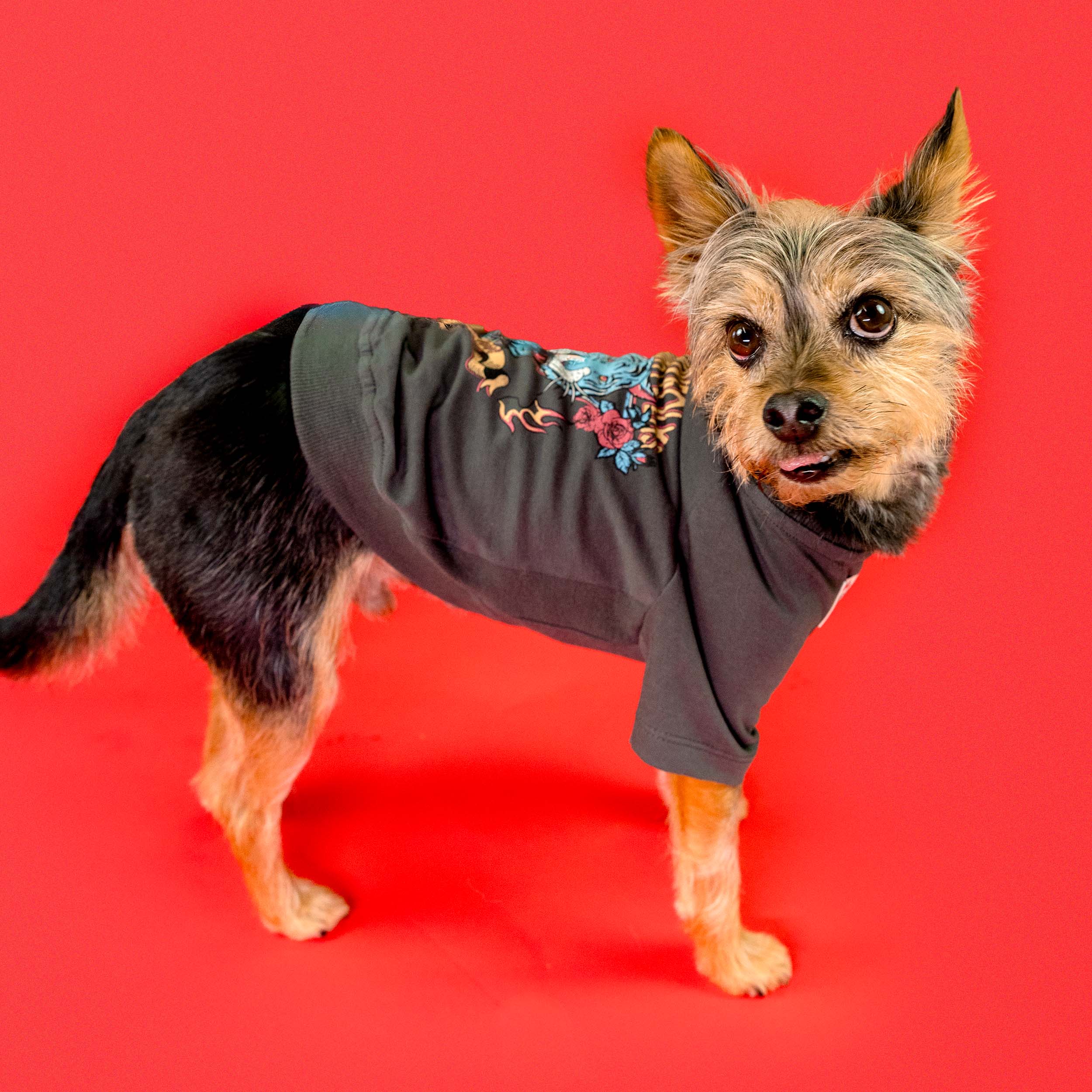 A small dog wearing an oversized tiger-themed tee from the furryfolks, featuring vibrant floral and tiger details. The stylish outfit stands out against a bold red background, showcasing comfort and charm.