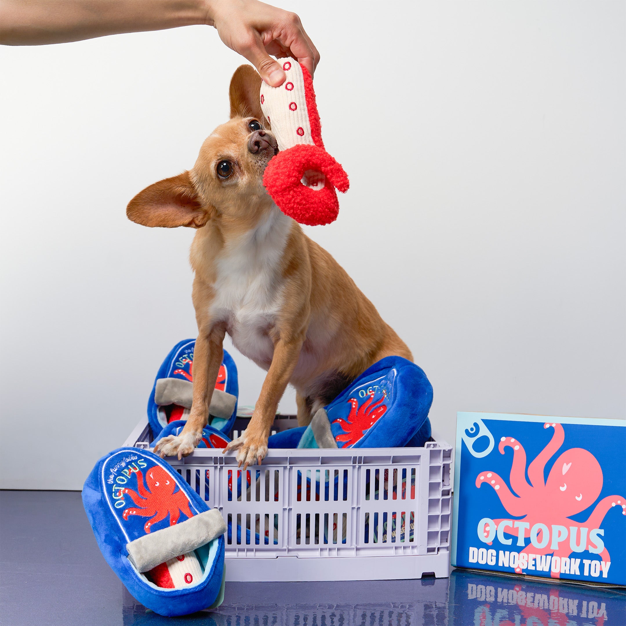 A small tan dog sits on a white crate in a studio setting, reaching for a red plush tug toy held by a human hand. Blue octopus-themed dog toys are arranged around the crate, with a blue box labeled 'Octopus Dog Nose Work Toy' on the right.