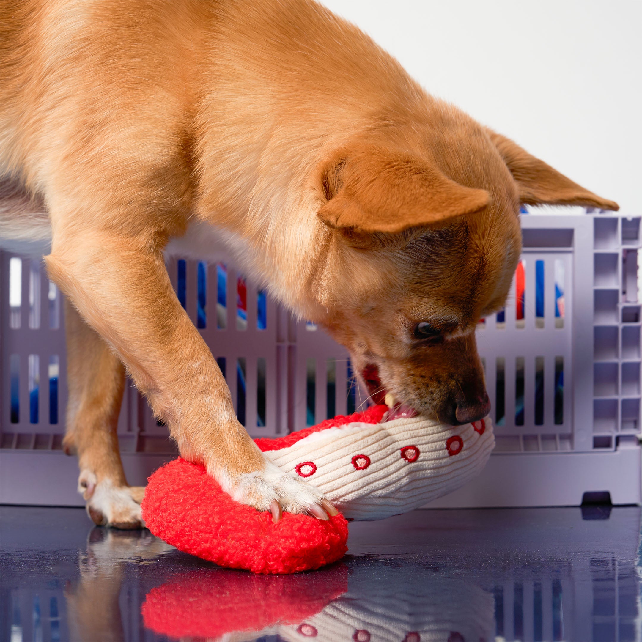 A golden dog is actively playing with a red and white knit dog toy, leaning over a white plastic crate on a reflective dark surface.