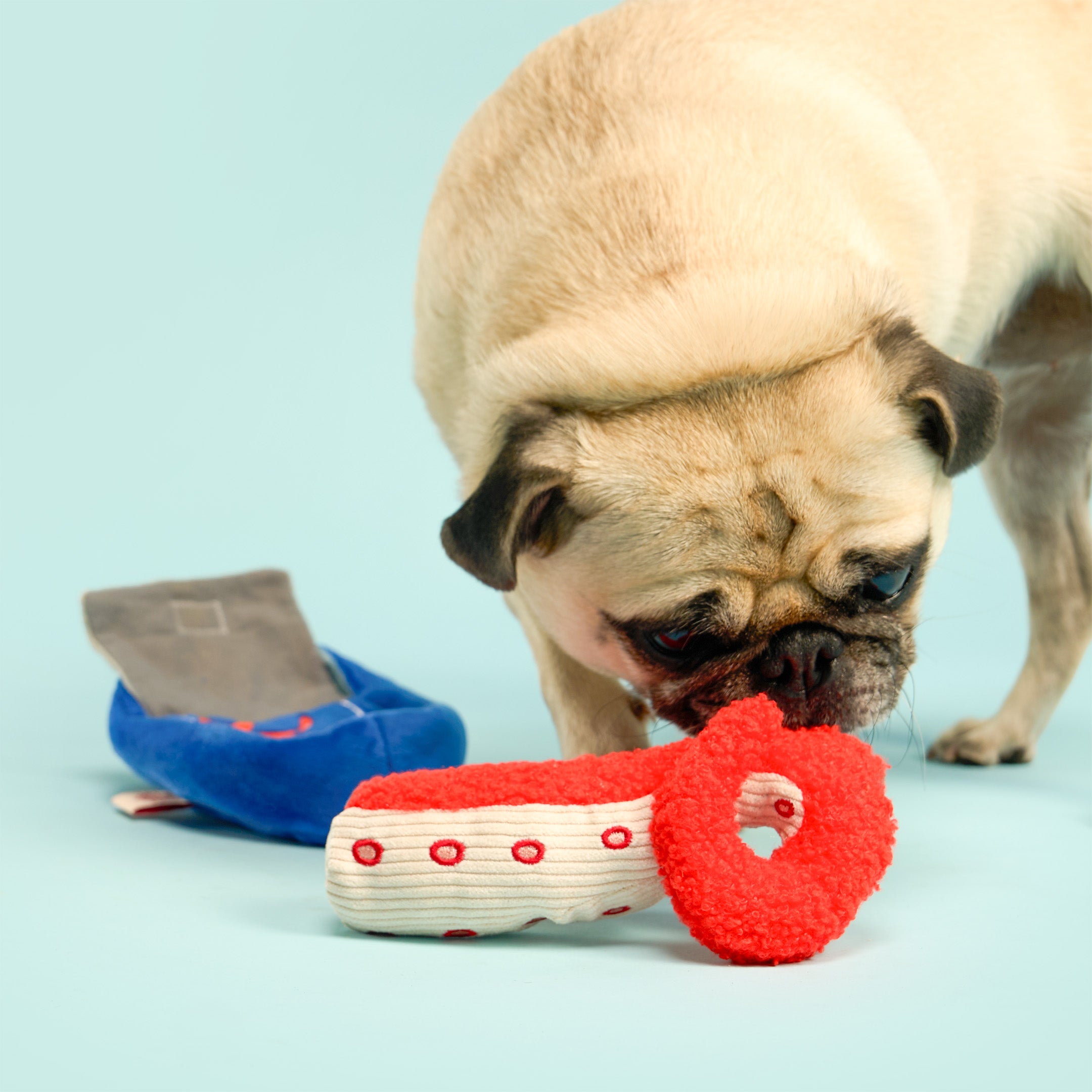 A fawn pug dog is shown on a light blue studio background, interacting with a red and white striped plush toy in the foreground, with a blue plush toy visible behind it.